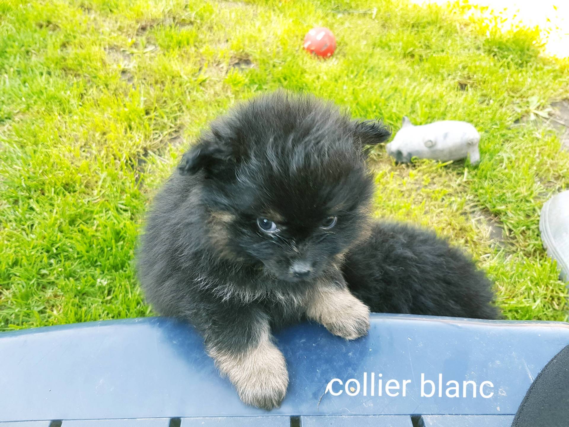 Chiots spitz petits et moyens  neuvième