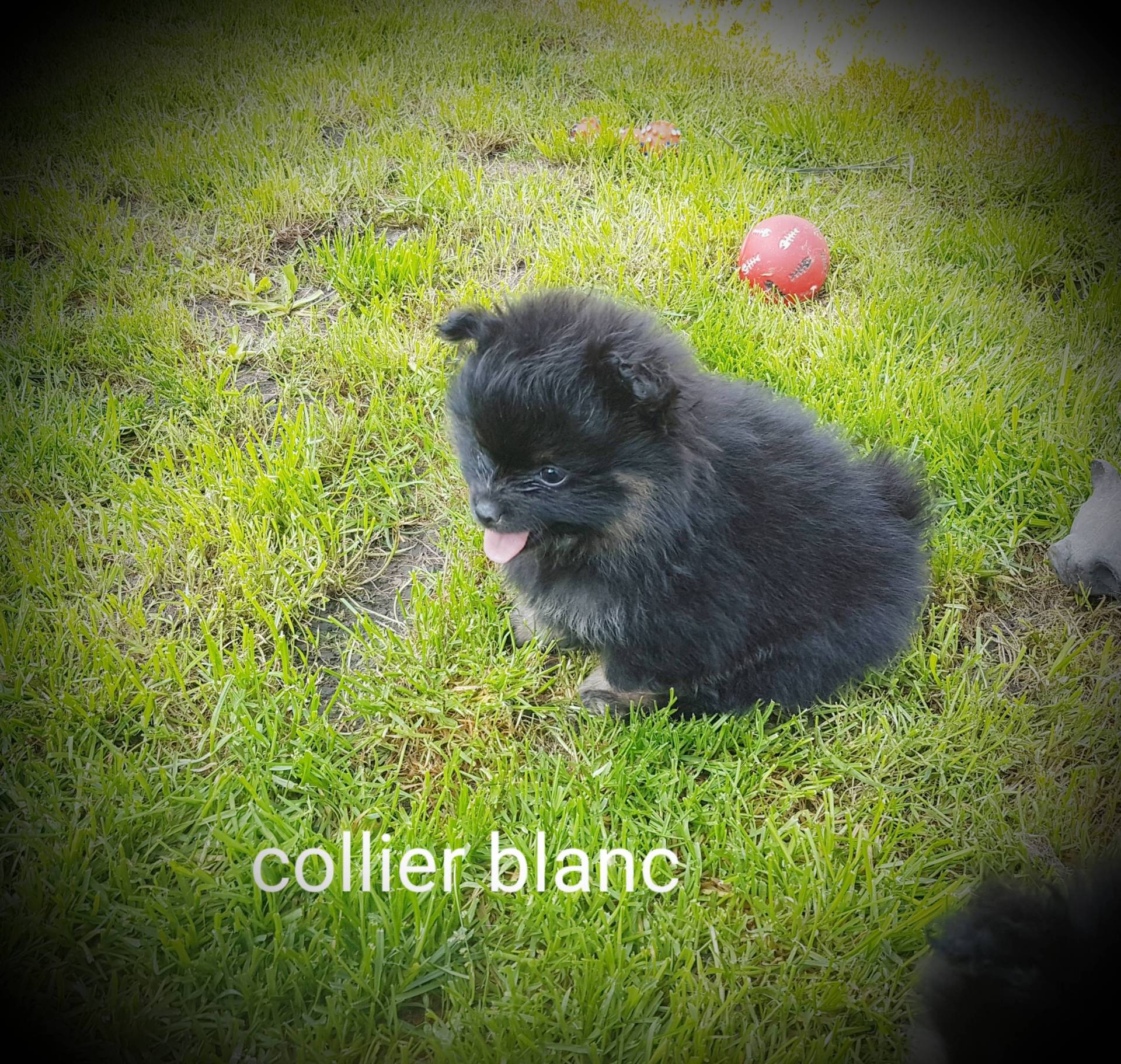 Chiots spitz petits et moyens  sixième