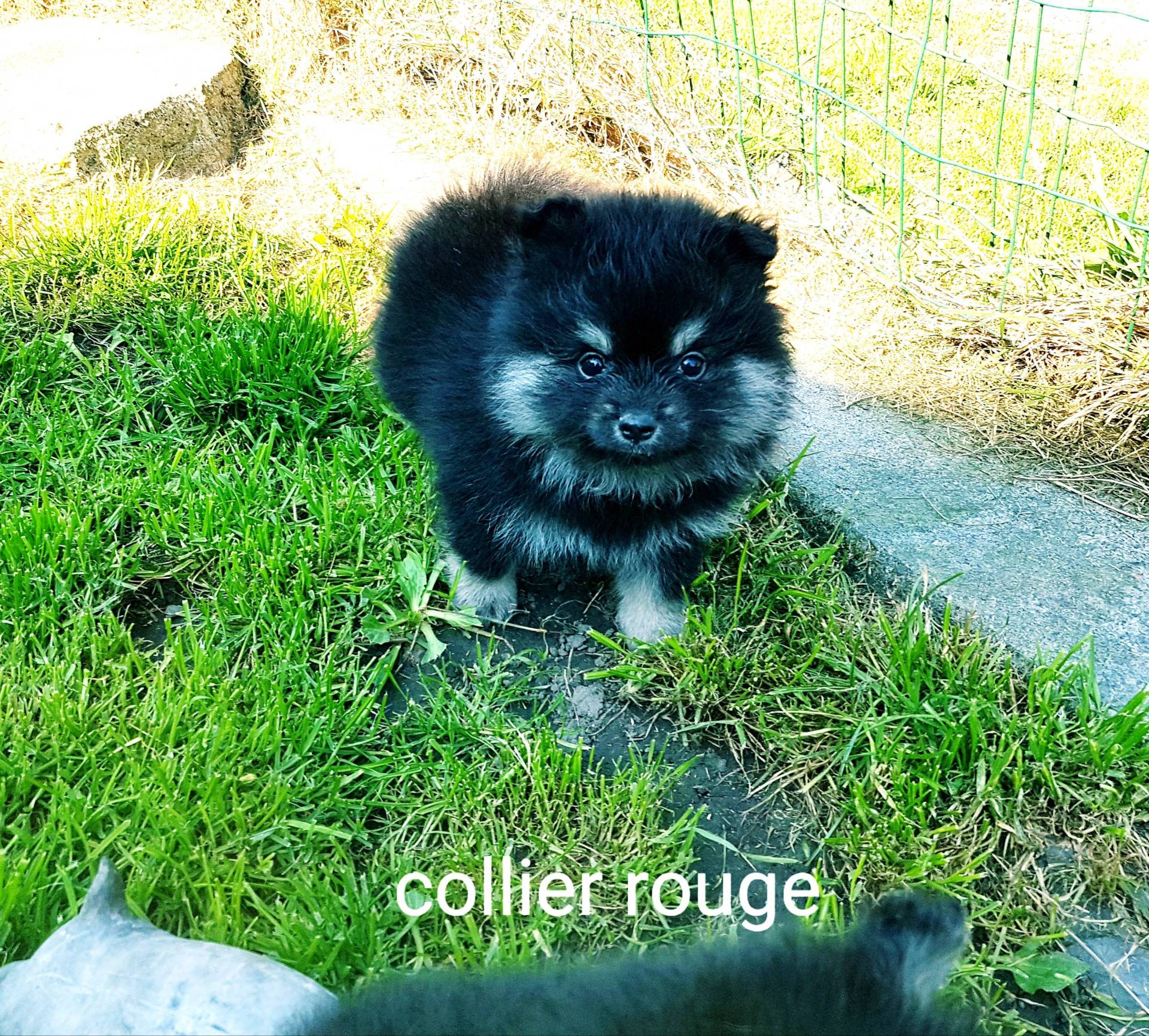 Chiots spitz petits et moyens  neuvième