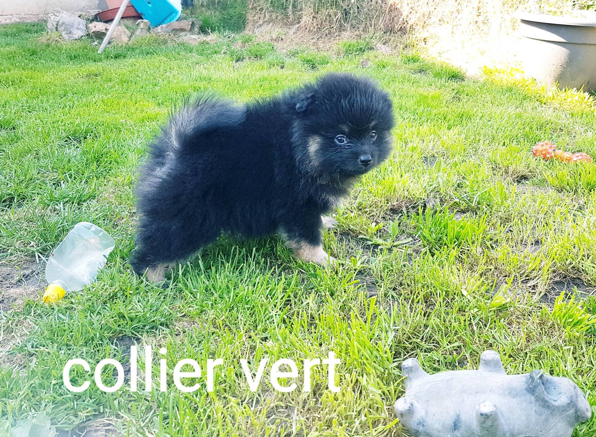Chiots spitz petits et moyens  quatrième