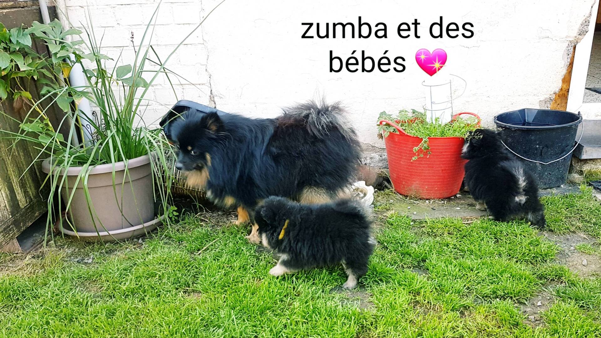 Chiots spitz petits et moyens  deuxième