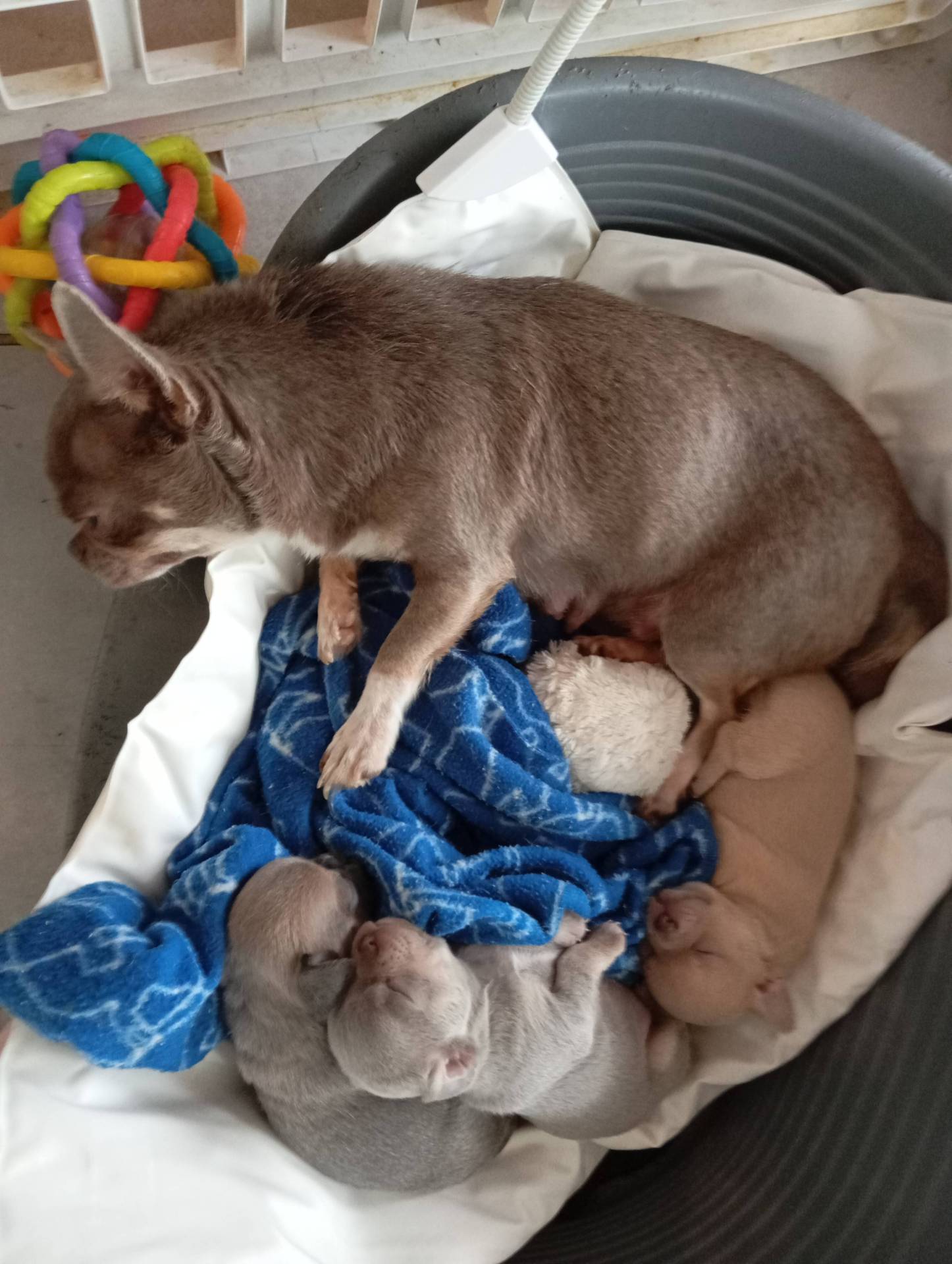Chiots Chihuahua Lof poils courts femelles lof  neuvième