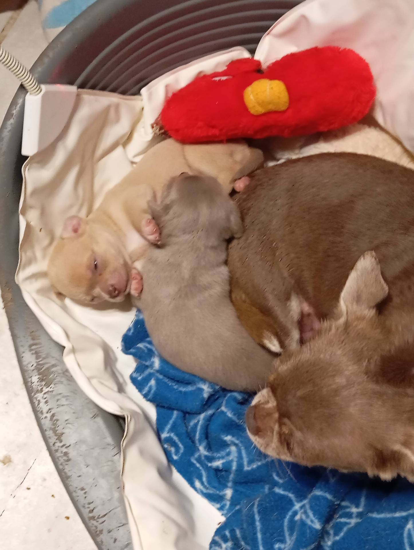 Chiots Chihuahua Lof poils courts femelles lof  sixième