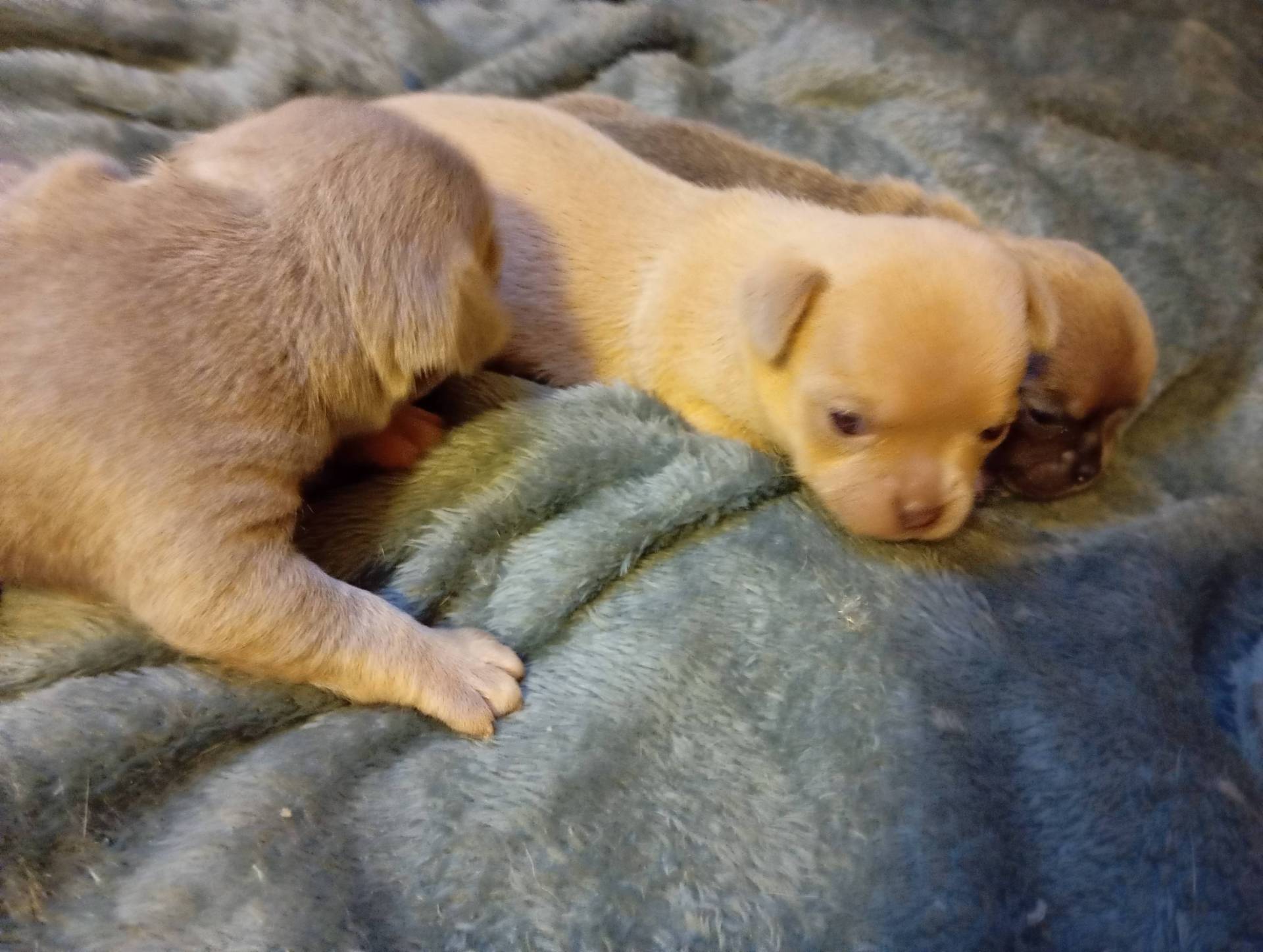 Chiots Chihuahua Lof poils courts femelles lof  huitième