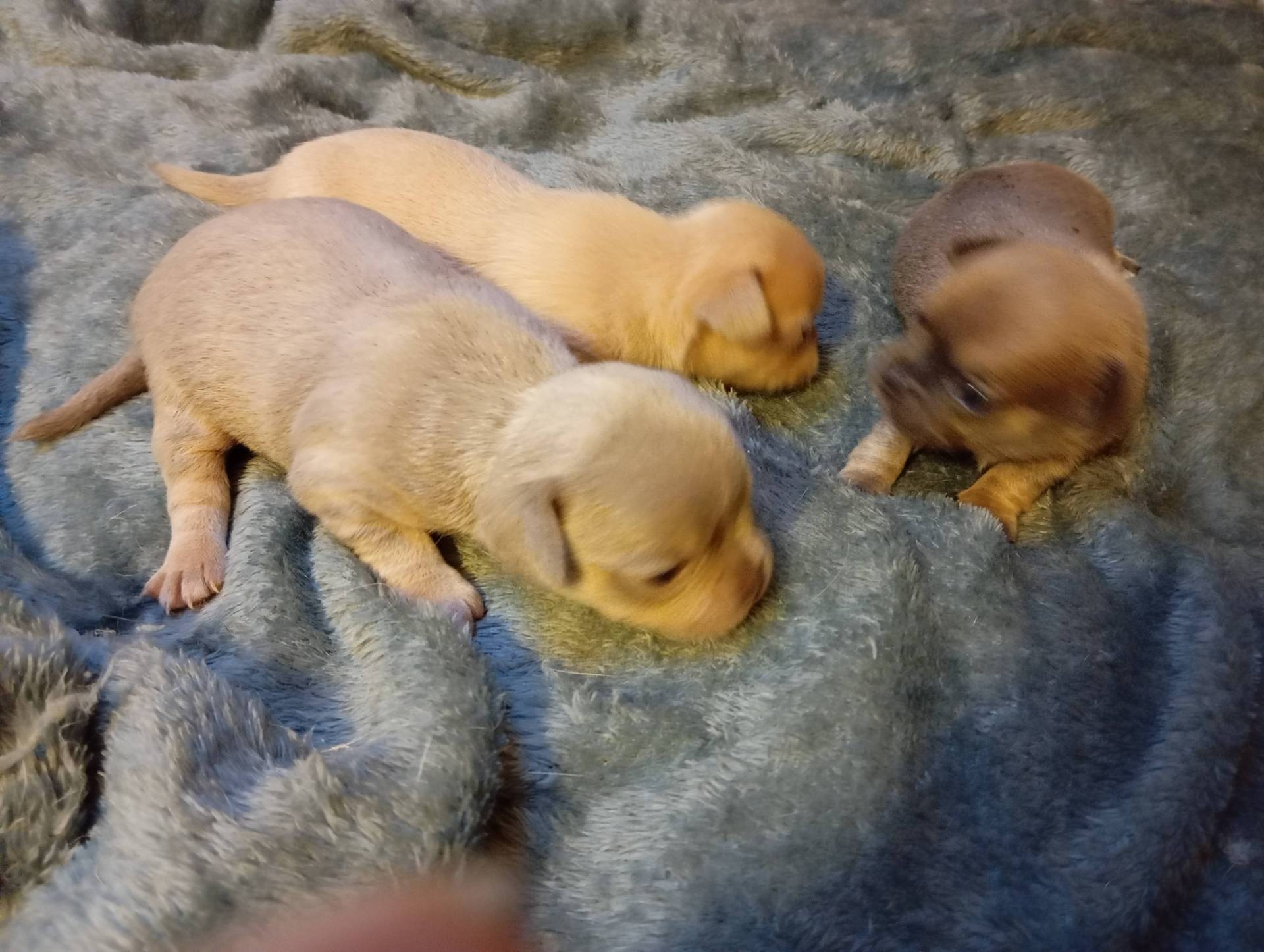 Chiots Chihuahua Lof poils courts femelles lof  neuvième