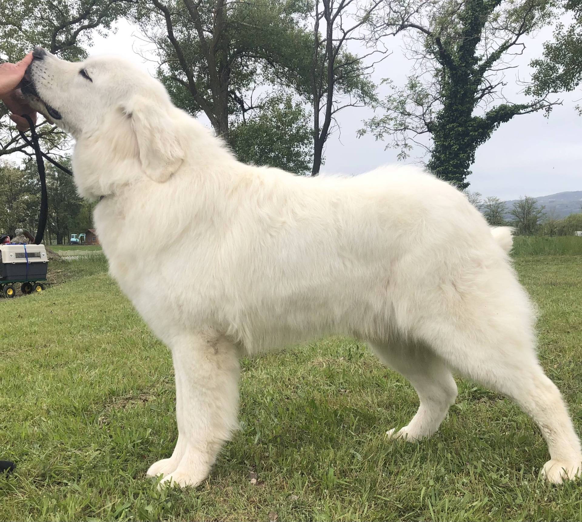 Chiots Berger de Podhale Lof septième