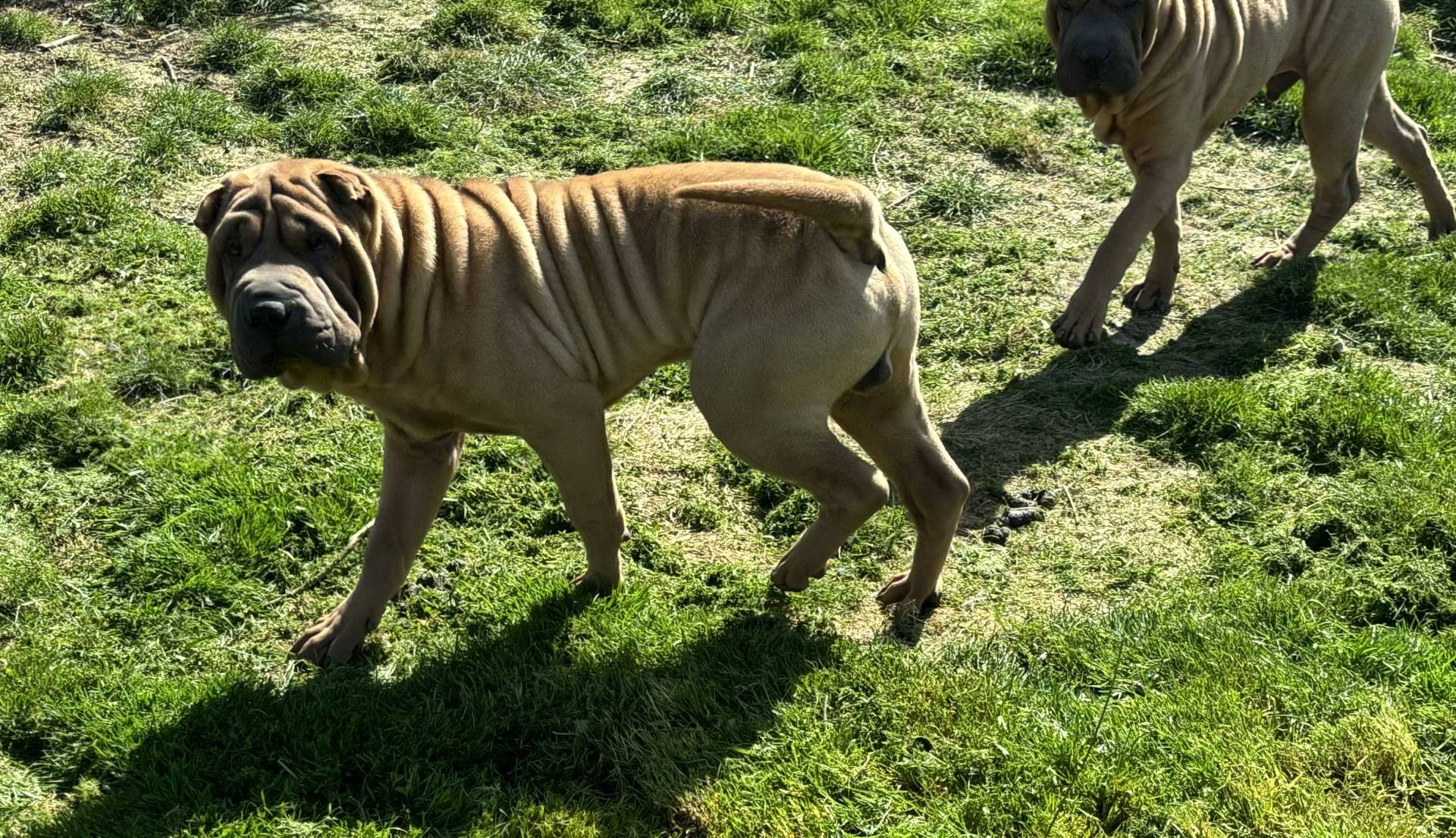 Magnifique chiot mâle shar peï Lof huitième