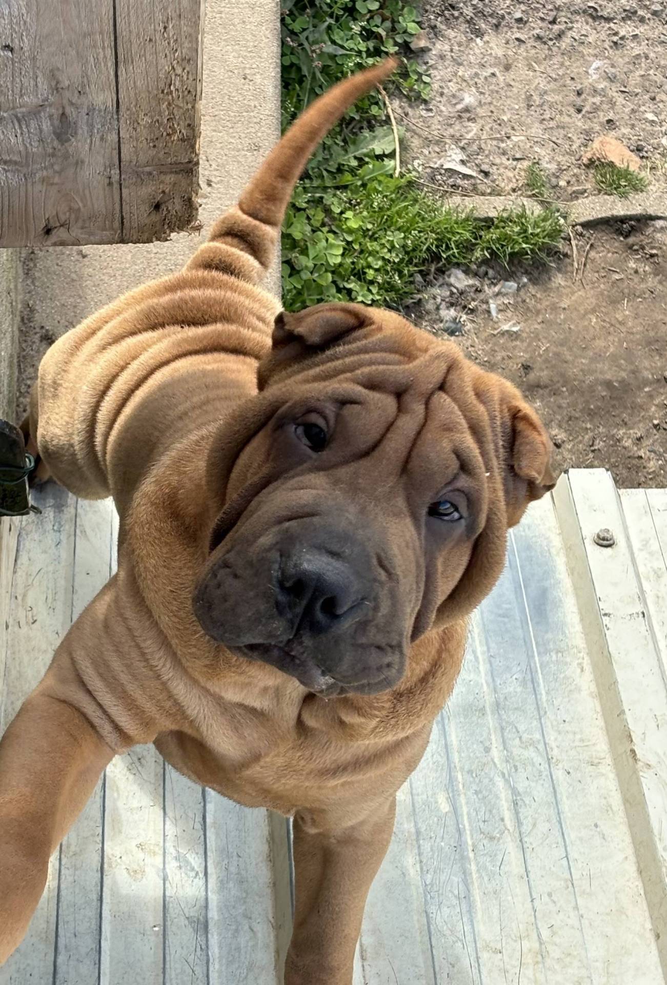 Magnifique chiot mâle shar peï Lof neuvième