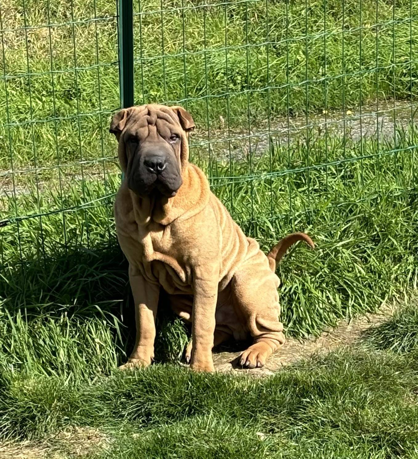 Magnifique chiot mâle shar peï Lof septième