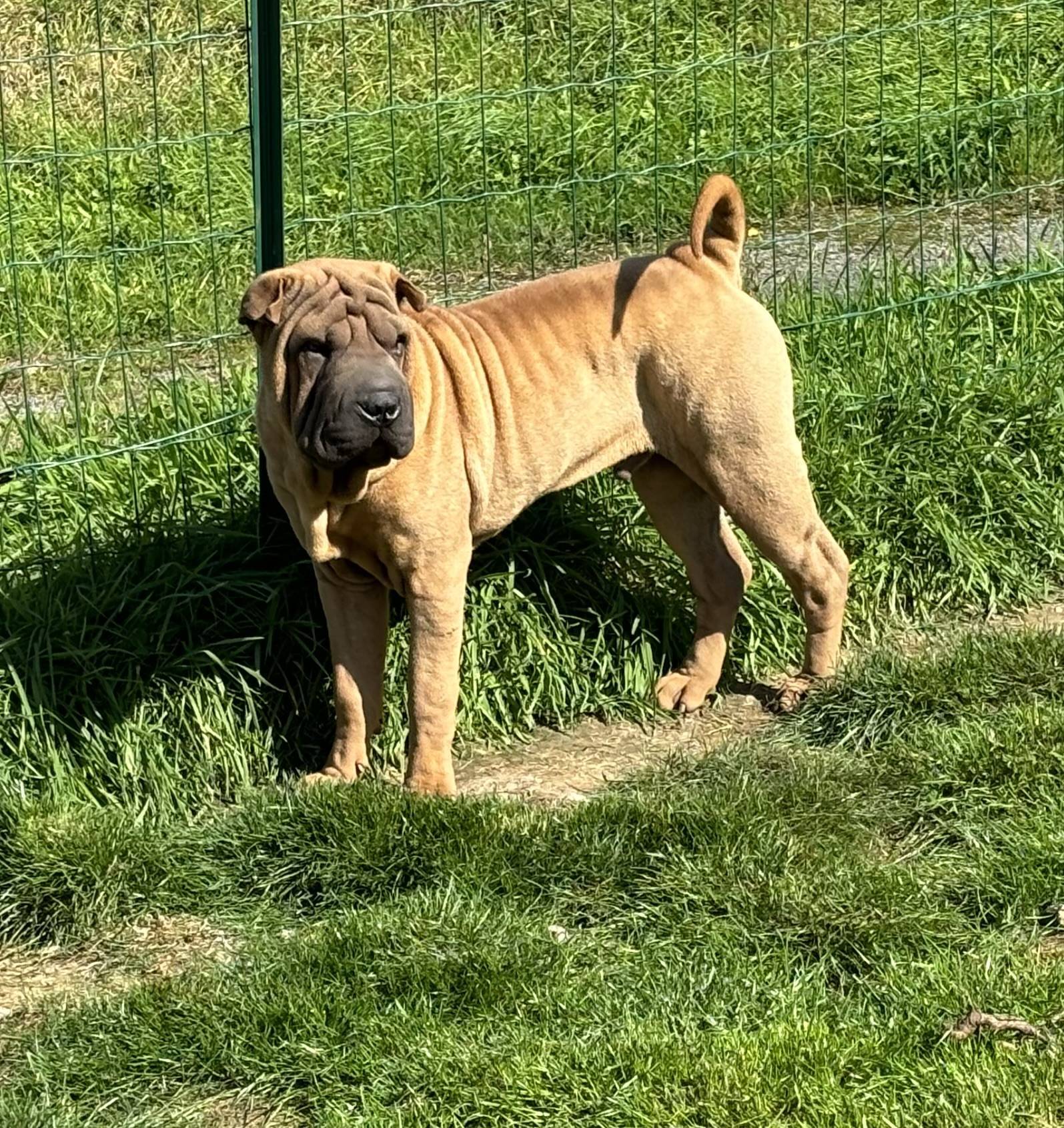 Magnifique chiot mâle shar peï Lof quatrième