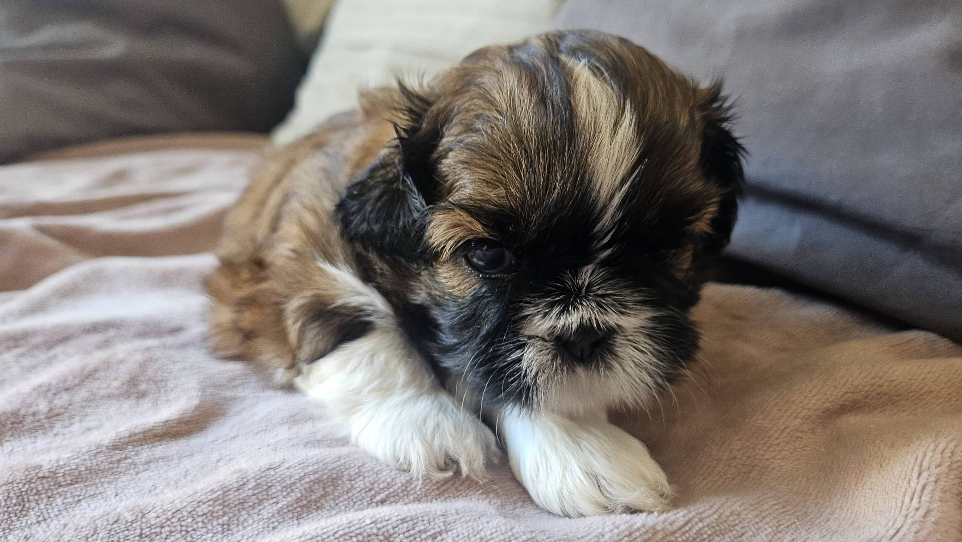 Superbes bb shih tzu lof première