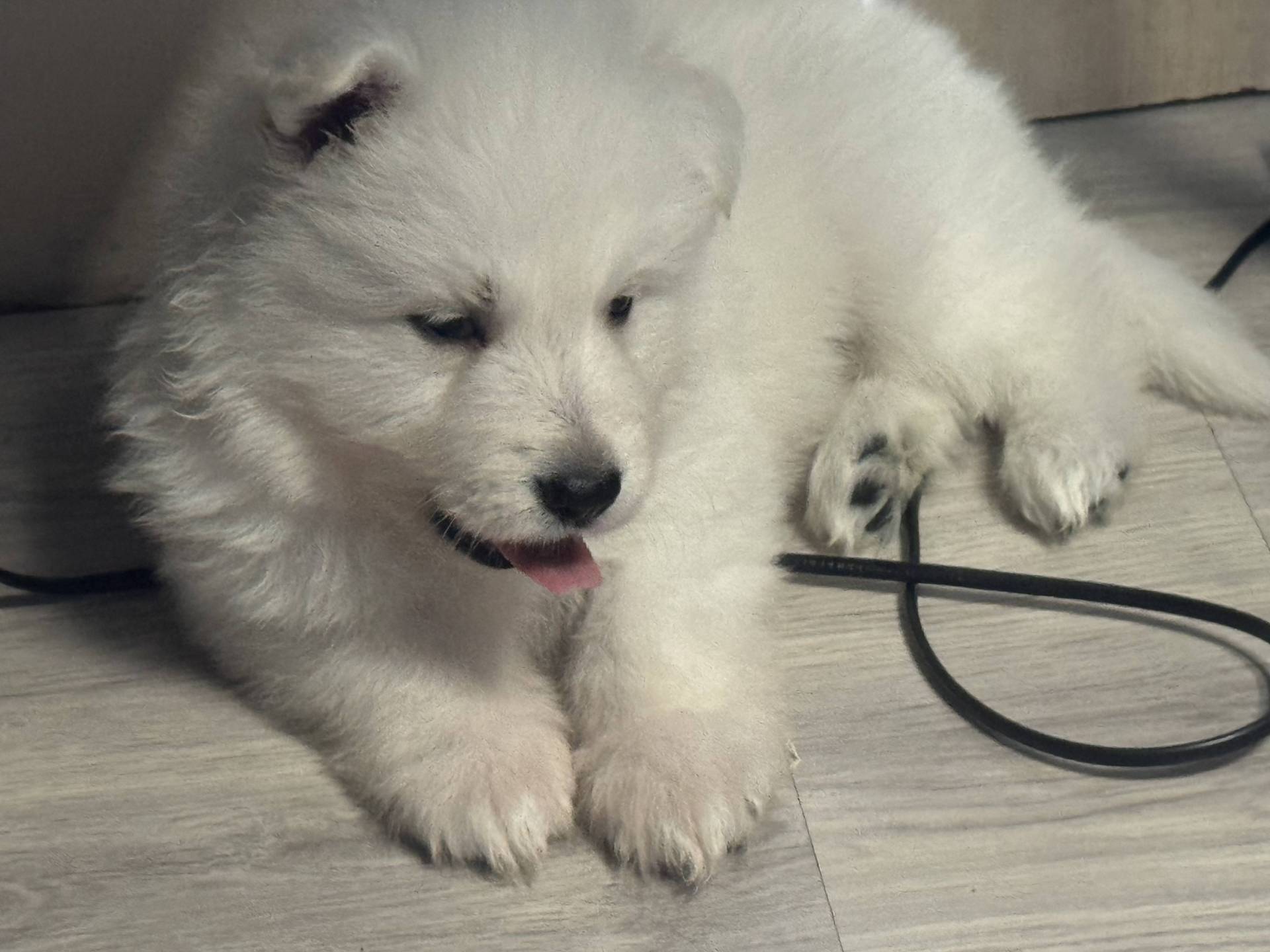 Chiots Berger Blanc Suisse deuxième