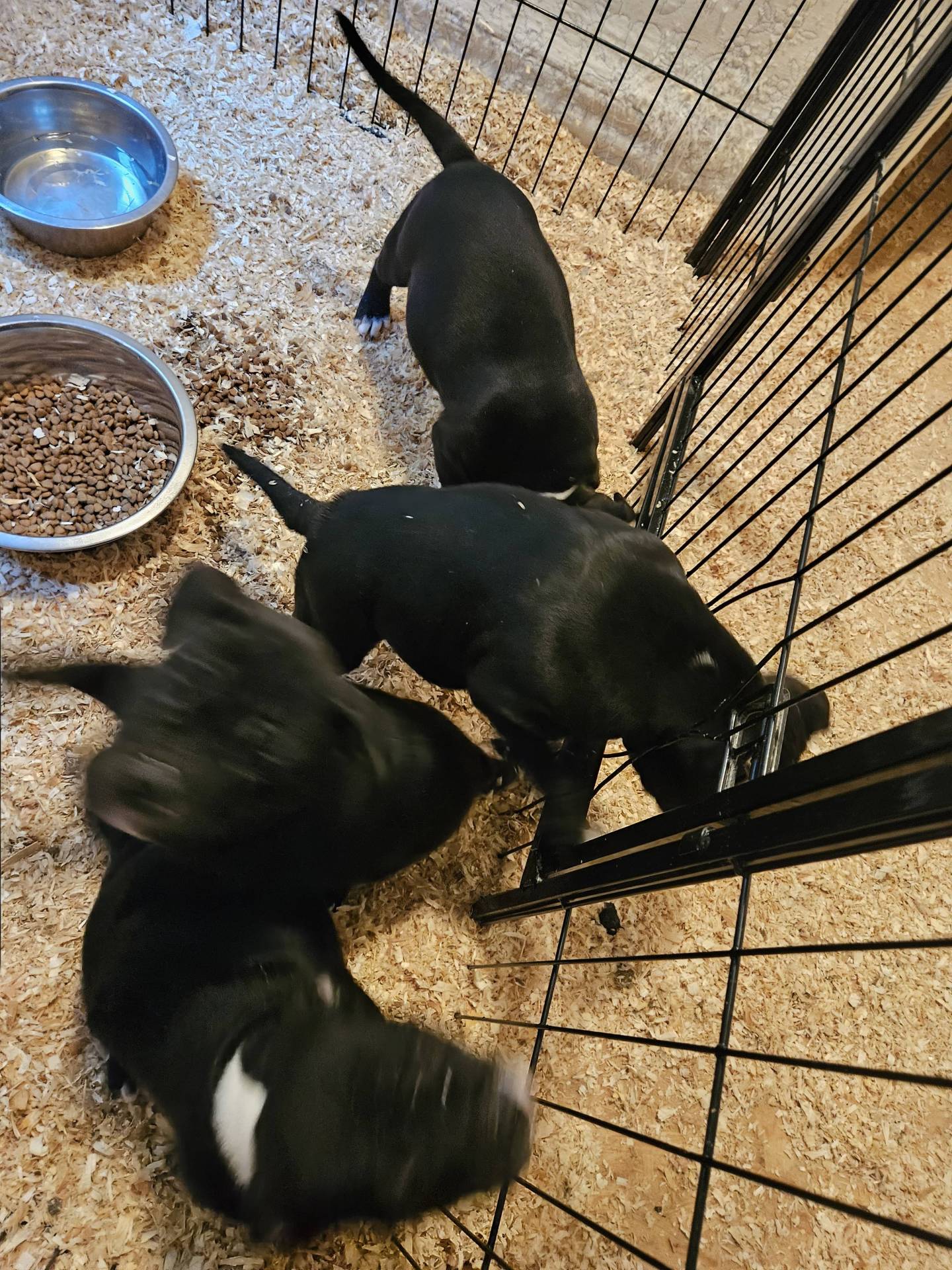 Chiots Staffordshire Bull Terrier Lof  huitième