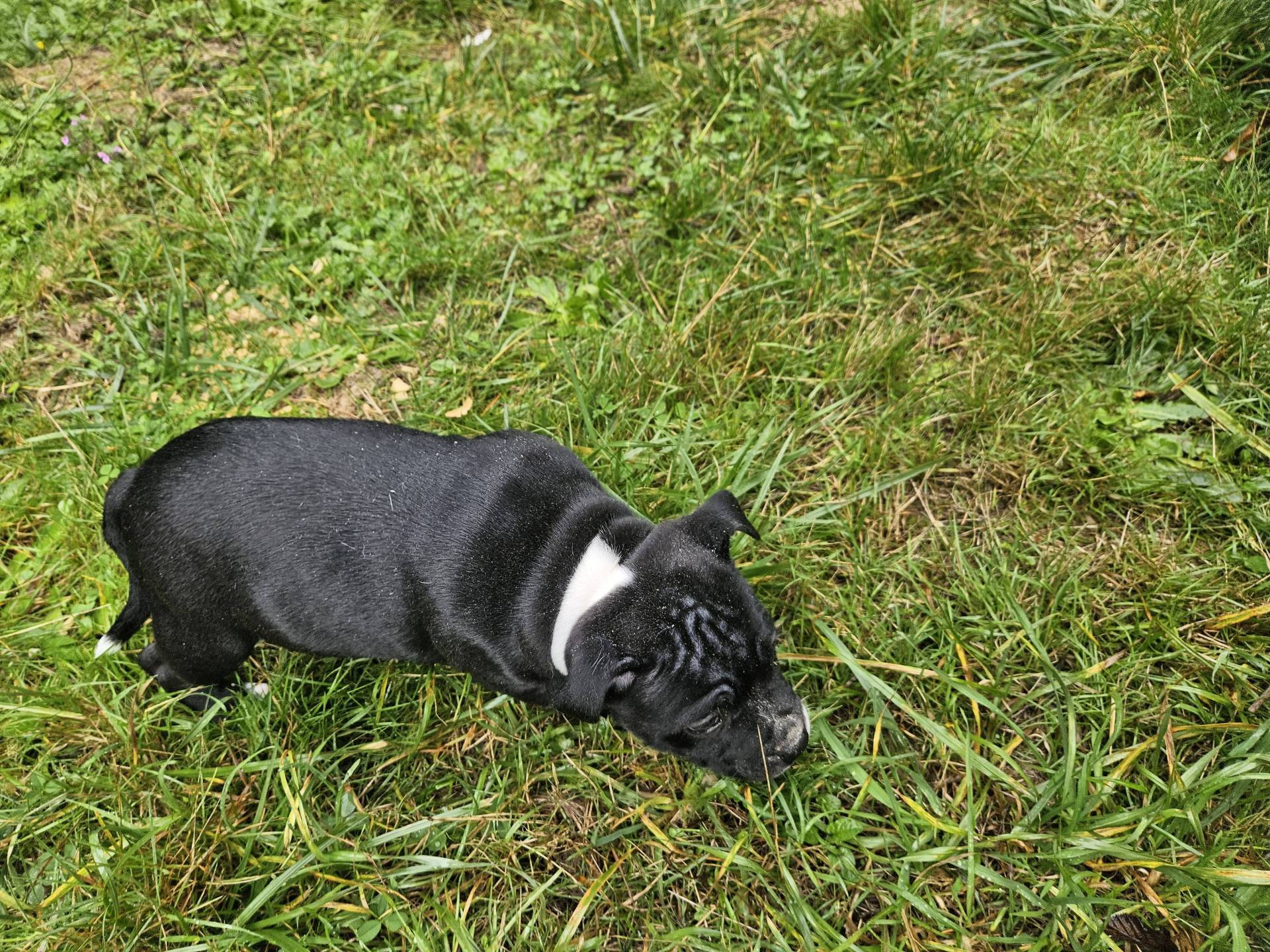 Chiots Staffordshire Bull Terrier Lof  sixième