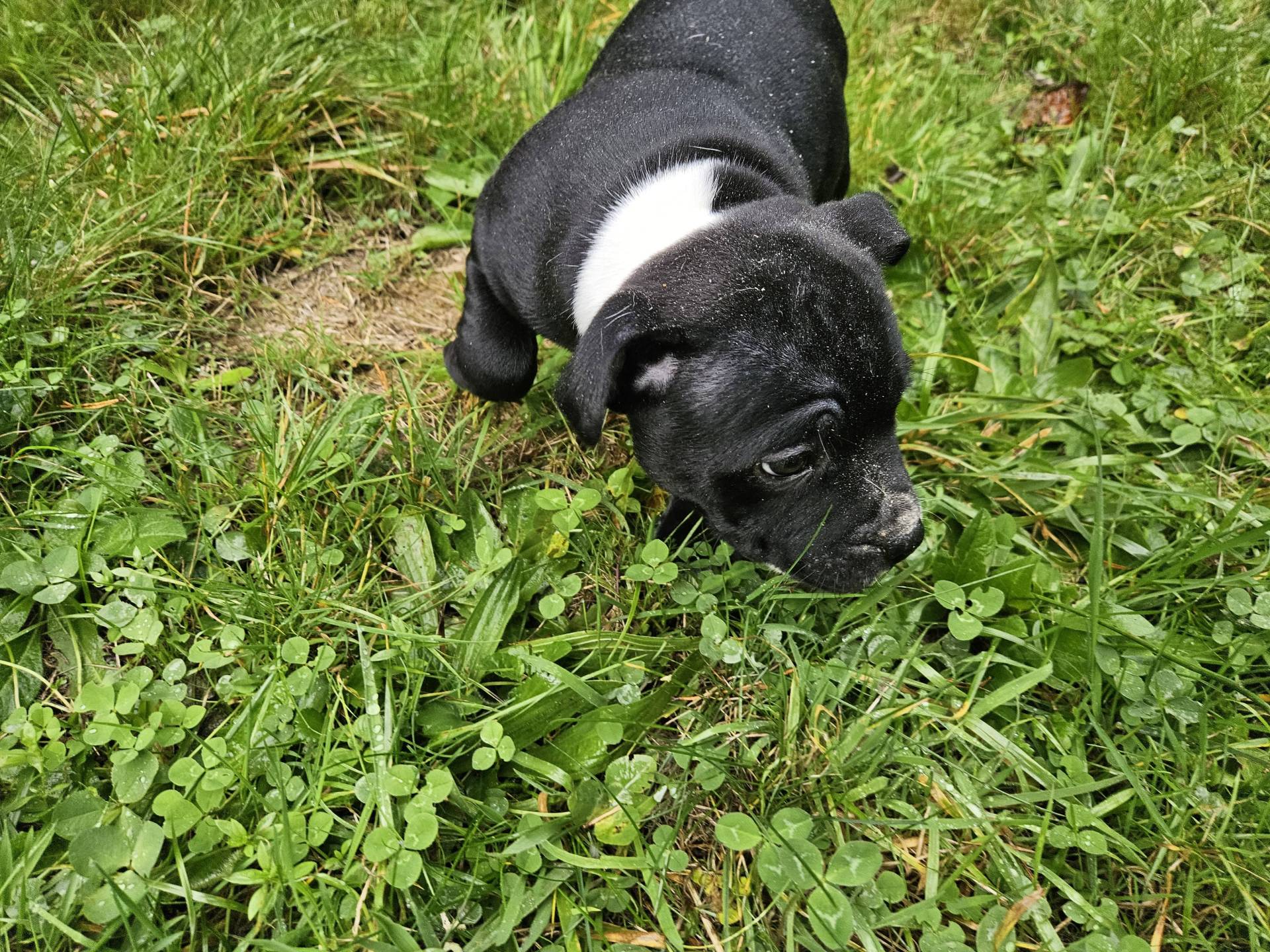Chiots Staffordshire Bull Terrier Lof  septième