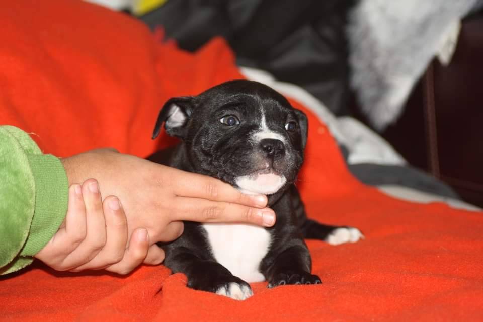 Chiots Staffordshire Bull Terrier Lof  cinquième