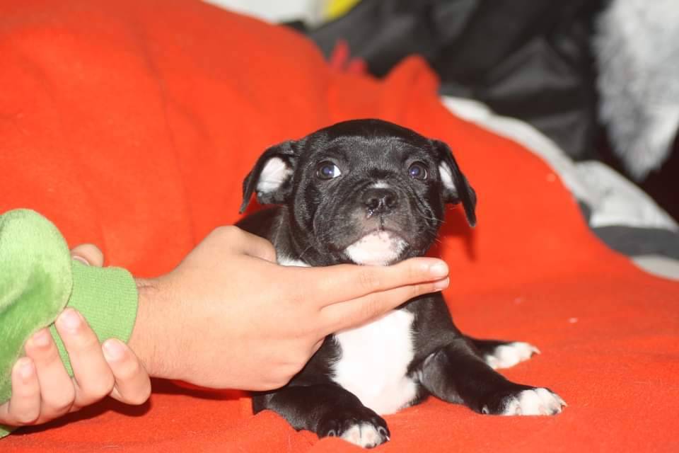 Chiots Staffordshire Bull Terrier Lof  neuvième