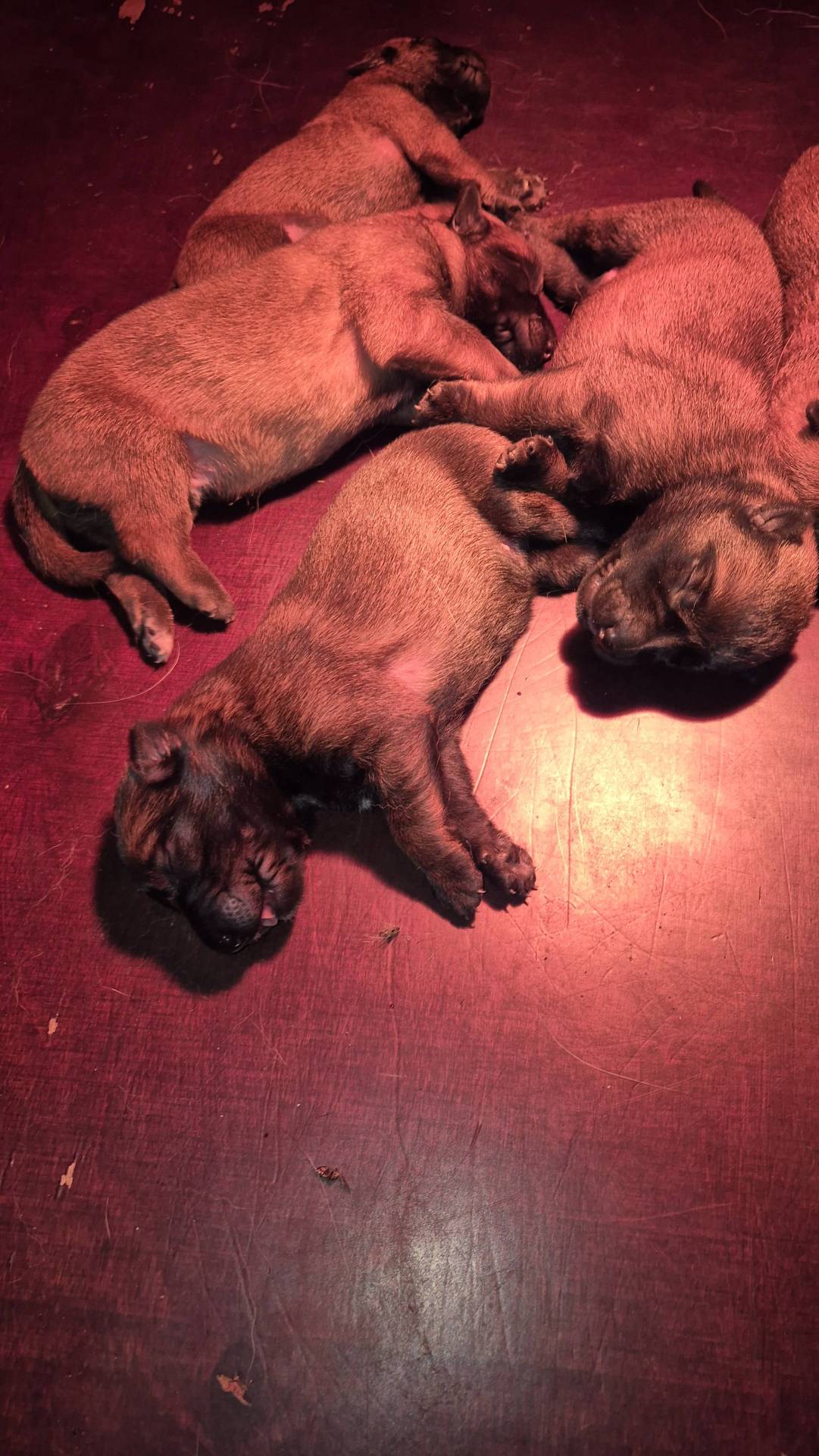 Chiots berger belge Malinois Lof première