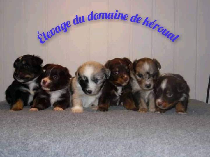 Chiots Berger Américain Miniature première