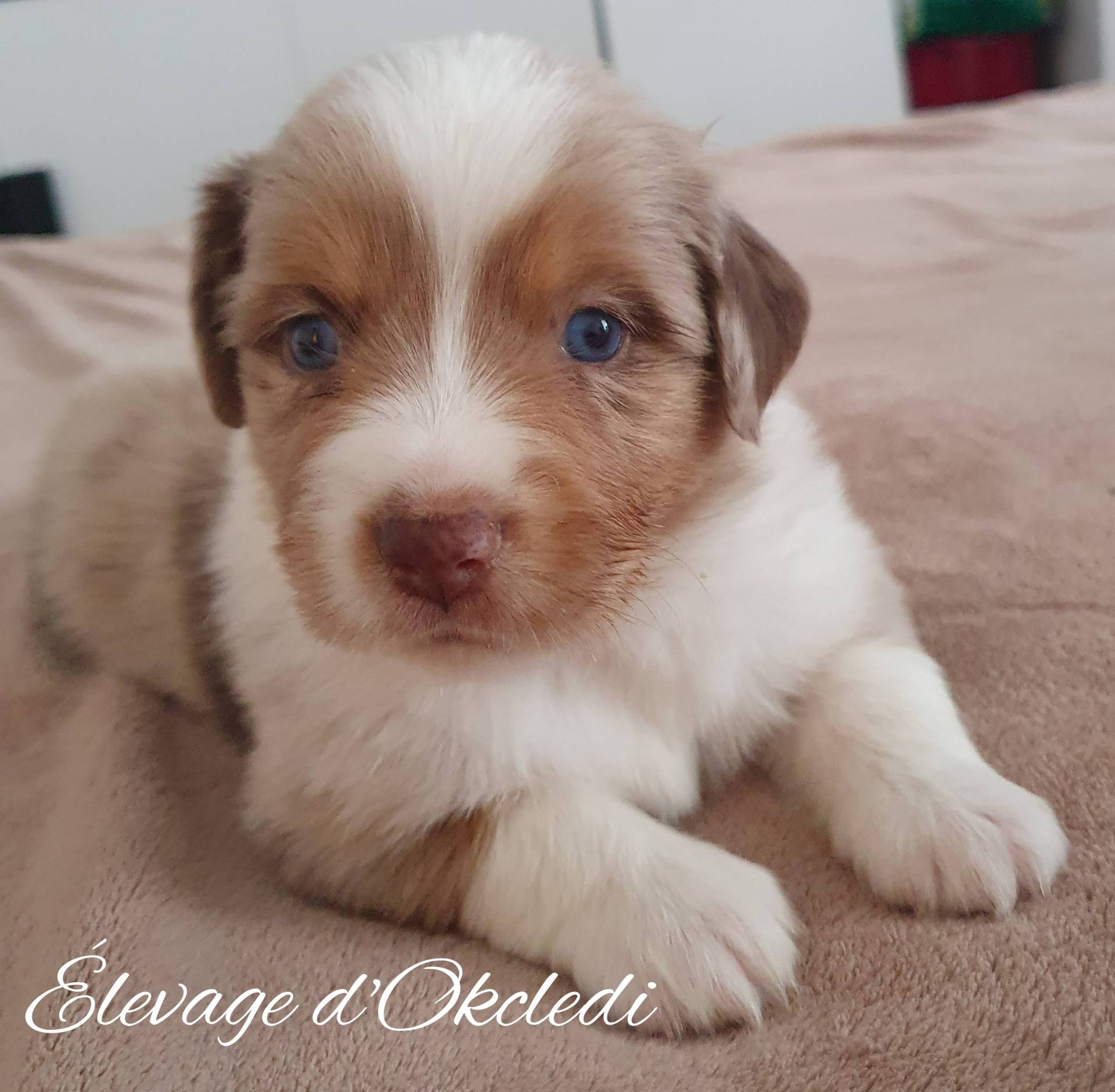 Chiots Berger Américain Miniature Lof neuvième