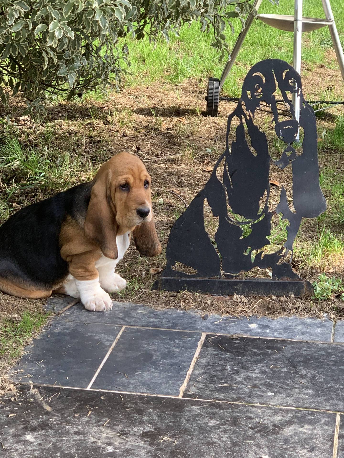 Chiots Bassets Hounds Lof septième