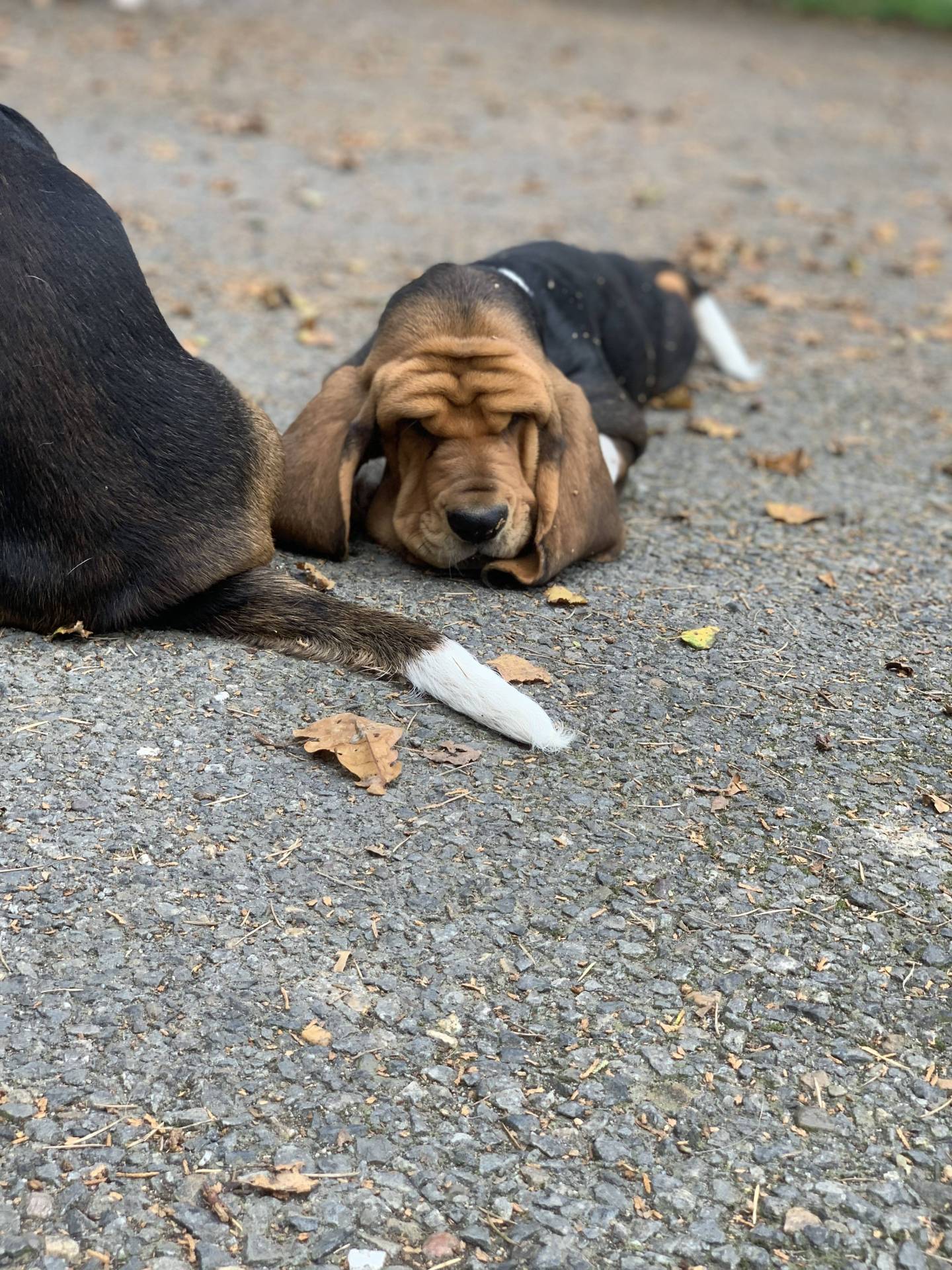 Chiots Bassets Hounds Lof huitième