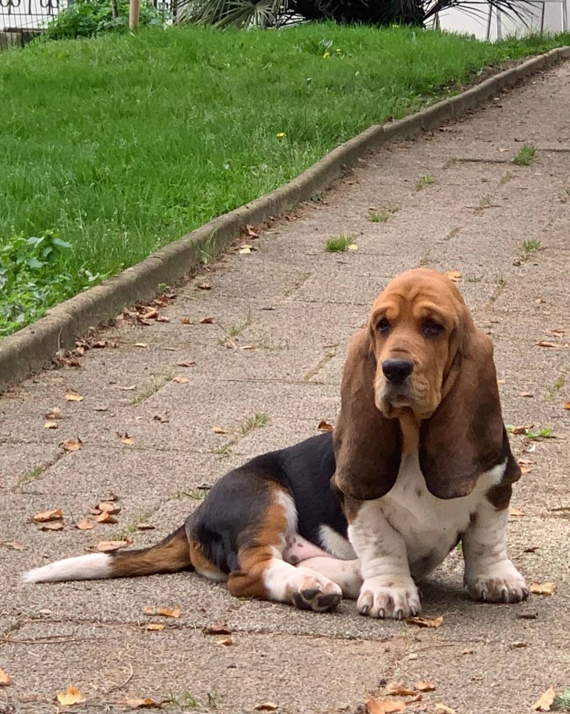 Chiots Bassets Hounds Lof cinquième