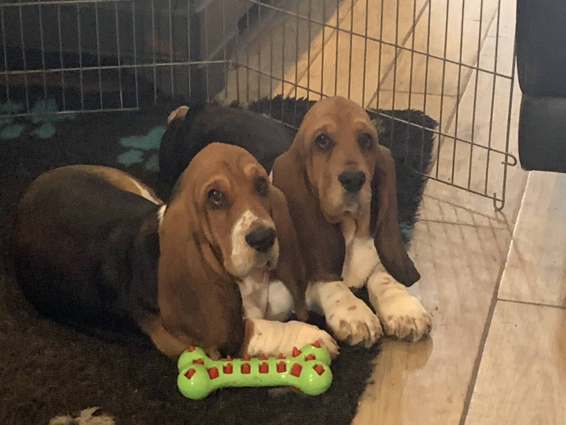 Chiots Bassets Hounds Lof cinquième