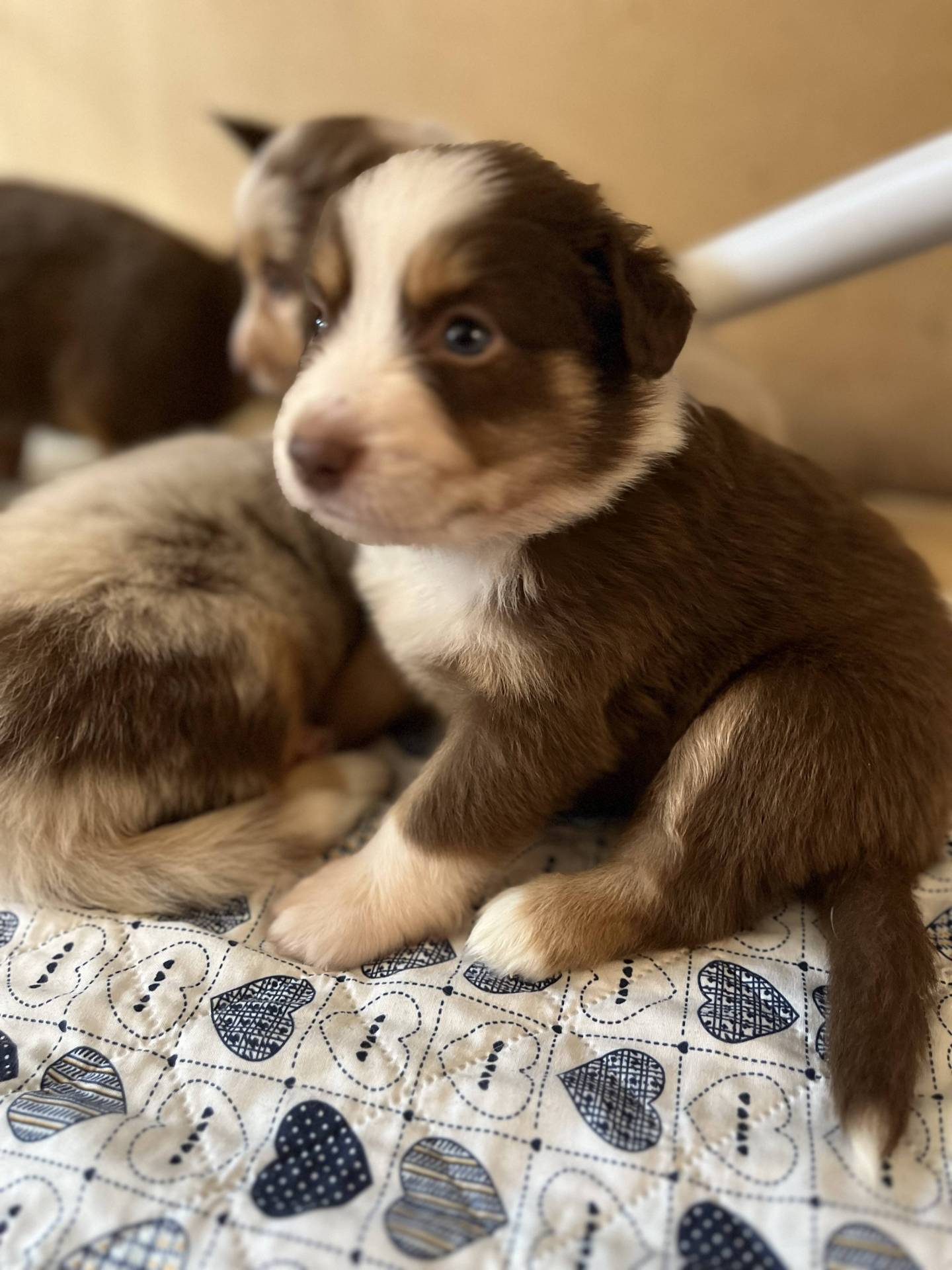 Chiots Berger Américain Miniature Lof à vendre  première