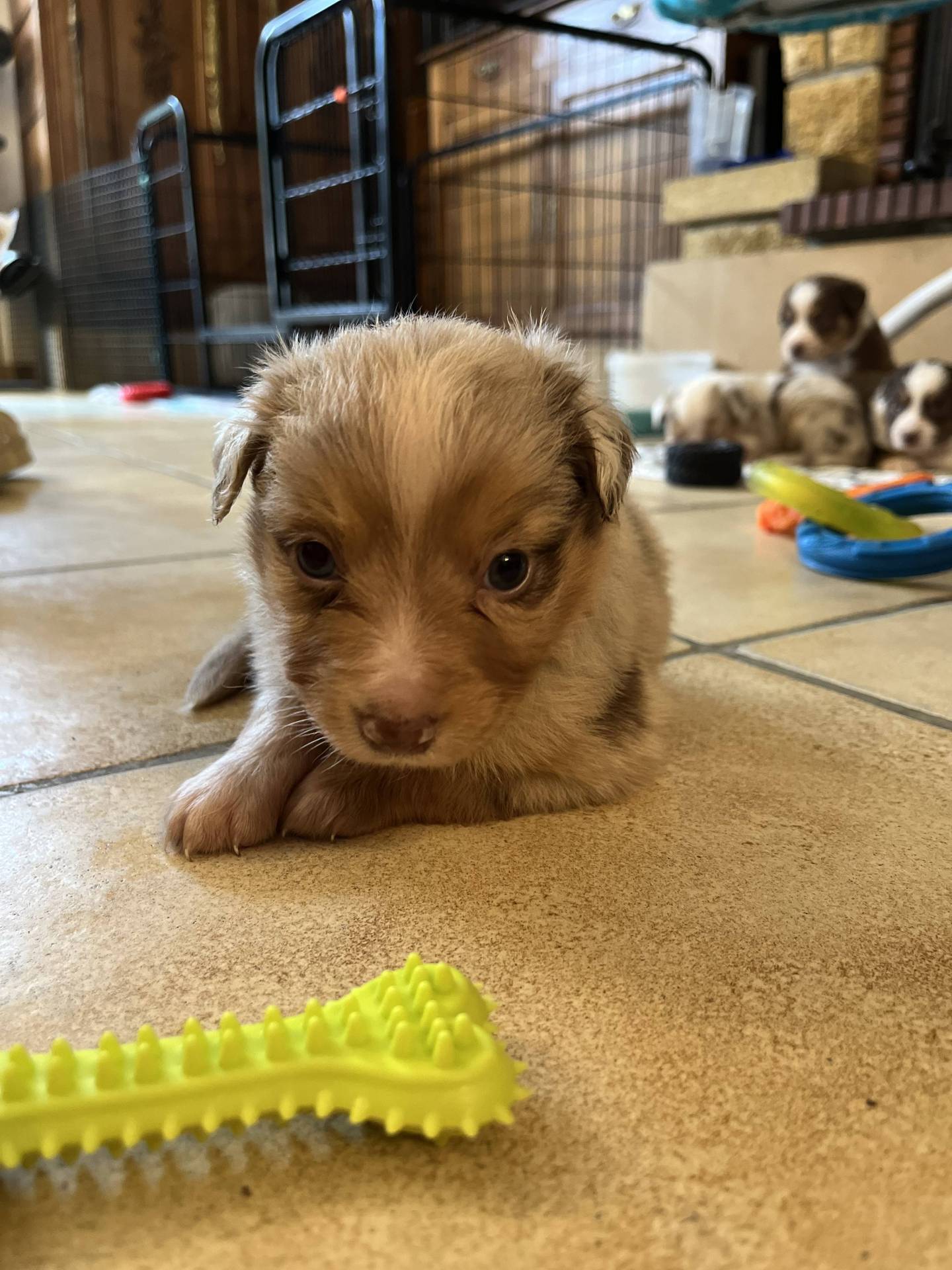 Chiots Berger Américain Miniature Lof à vendre  sixième