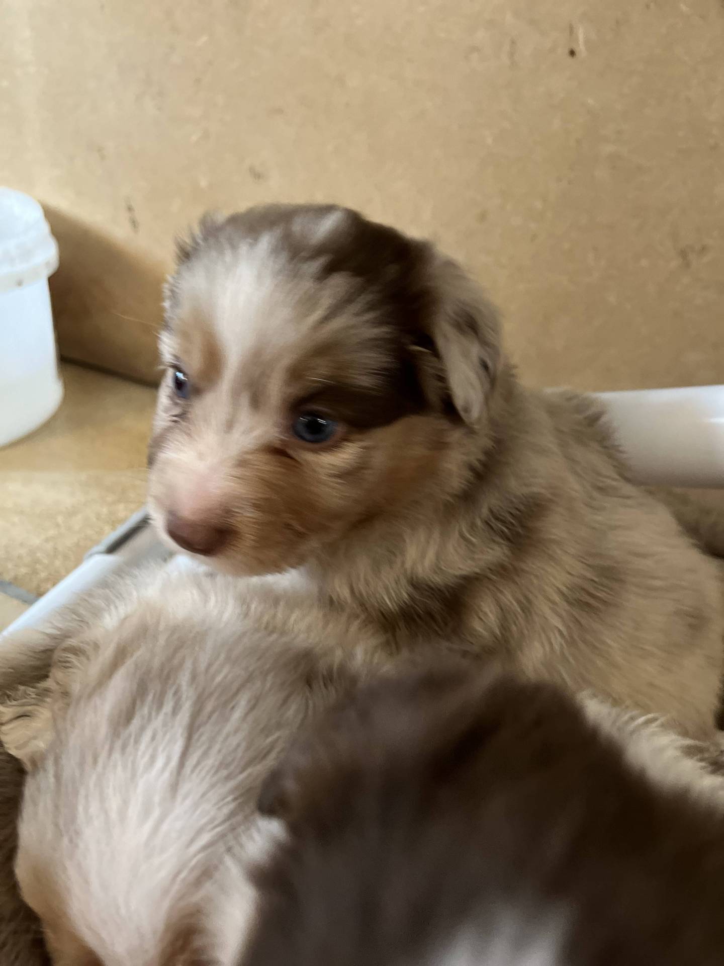 Chiots Berger Américain Miniature Lof à vendre  troisième