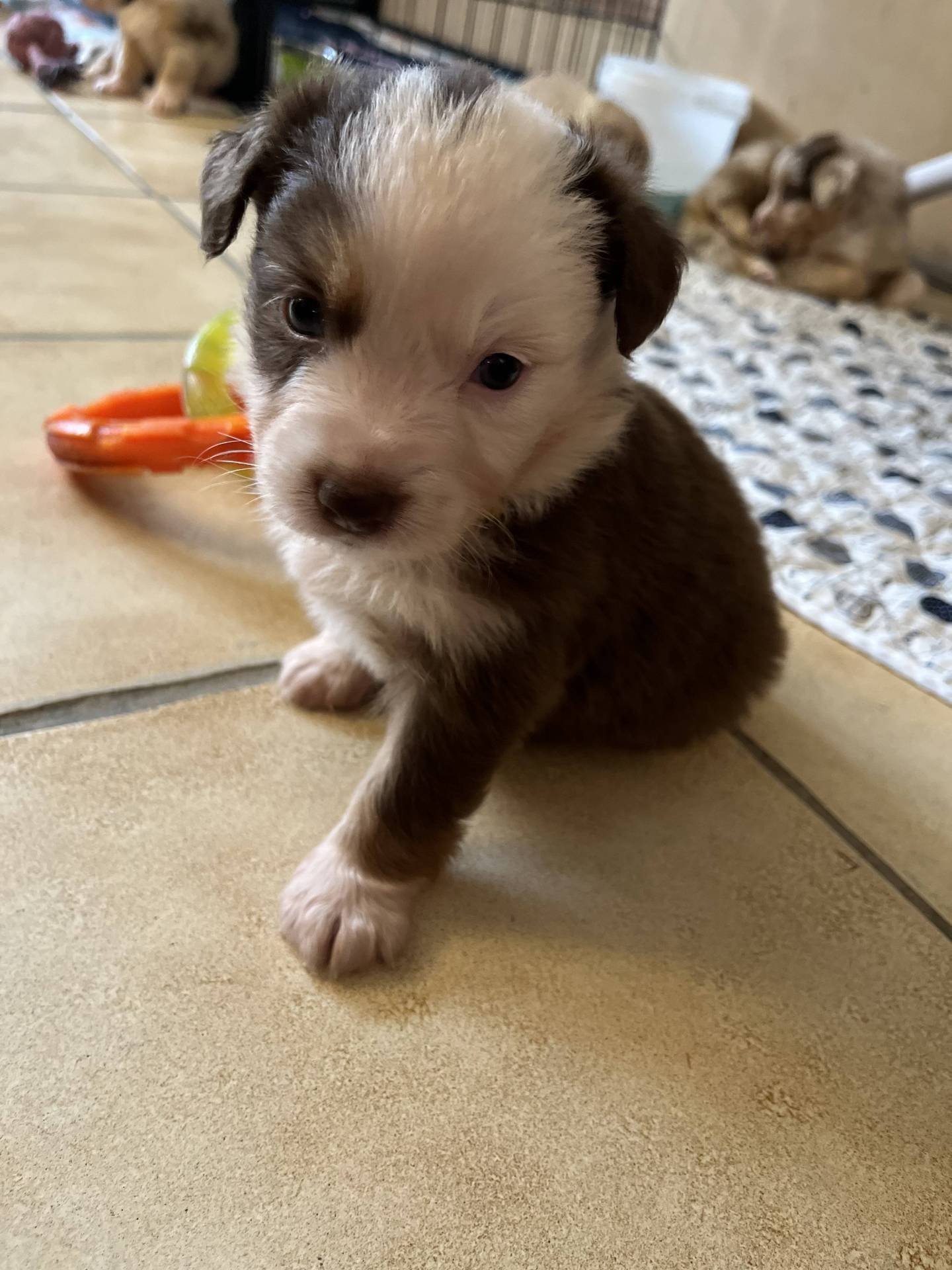 Chiots Berger Américain Miniature Lof à vendre  première