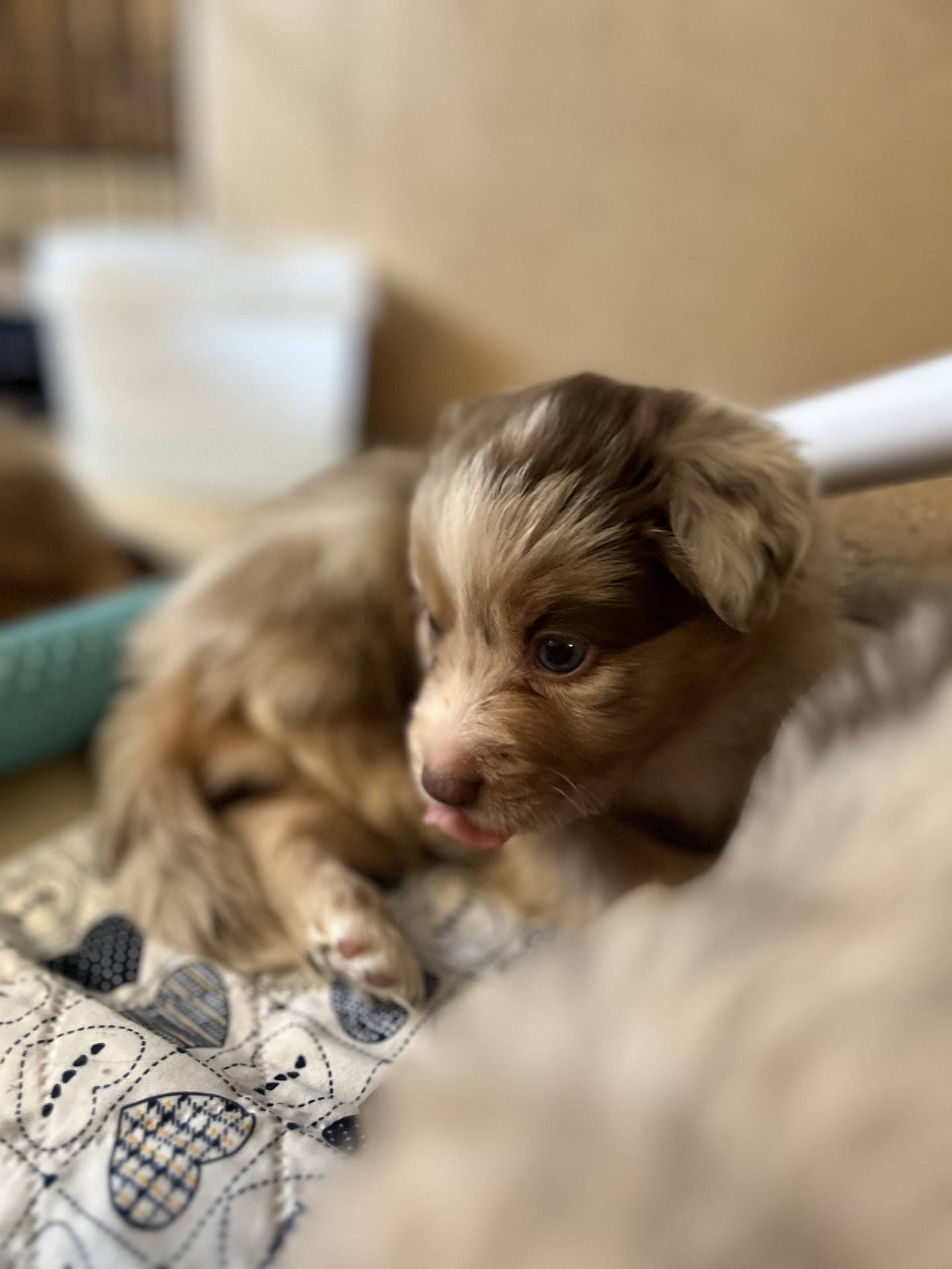 Chiots Berger Américain Miniature Lof à vendre  première