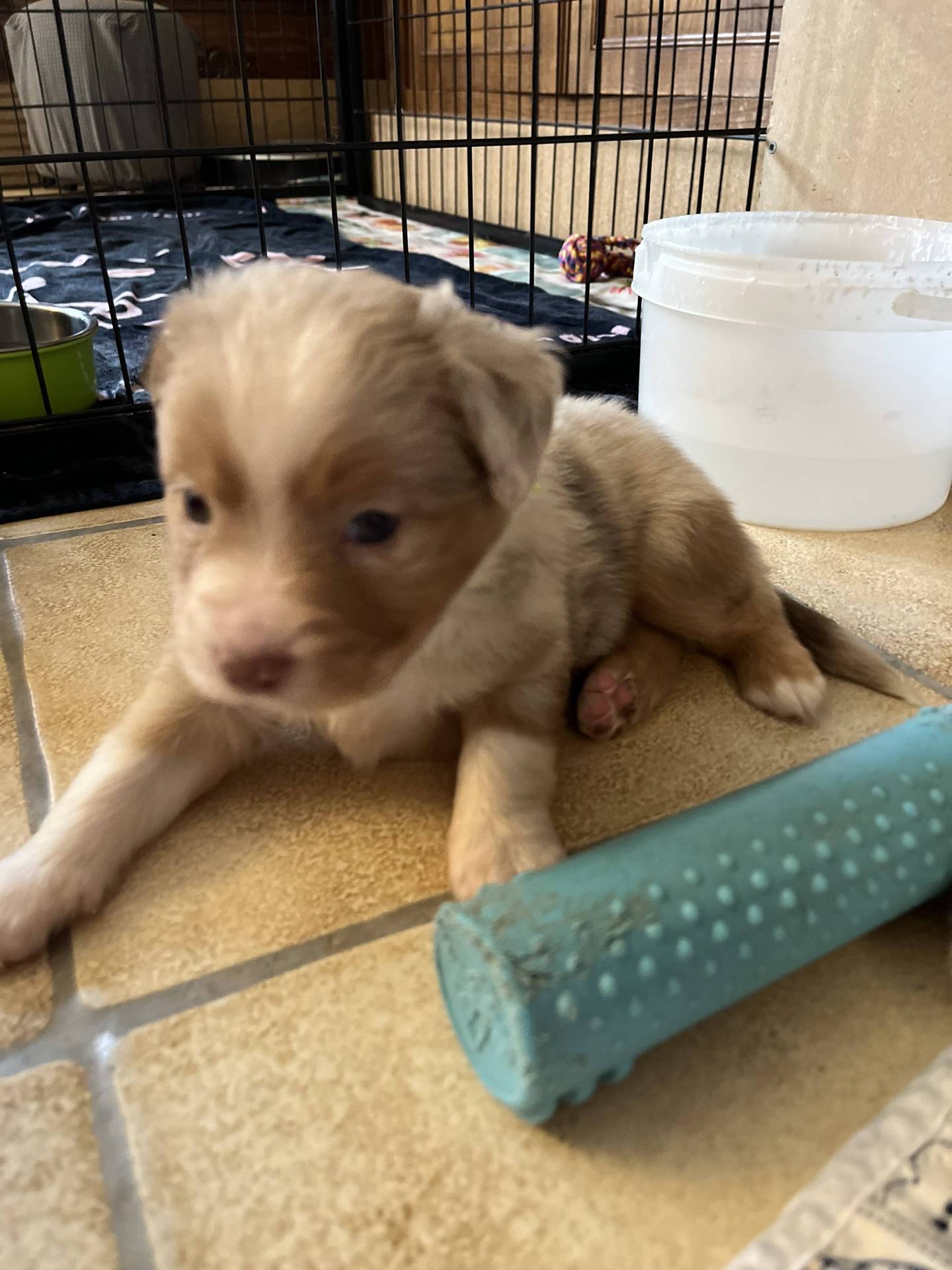 Chiots Berger Américain Miniature Lof à vendre  troisième