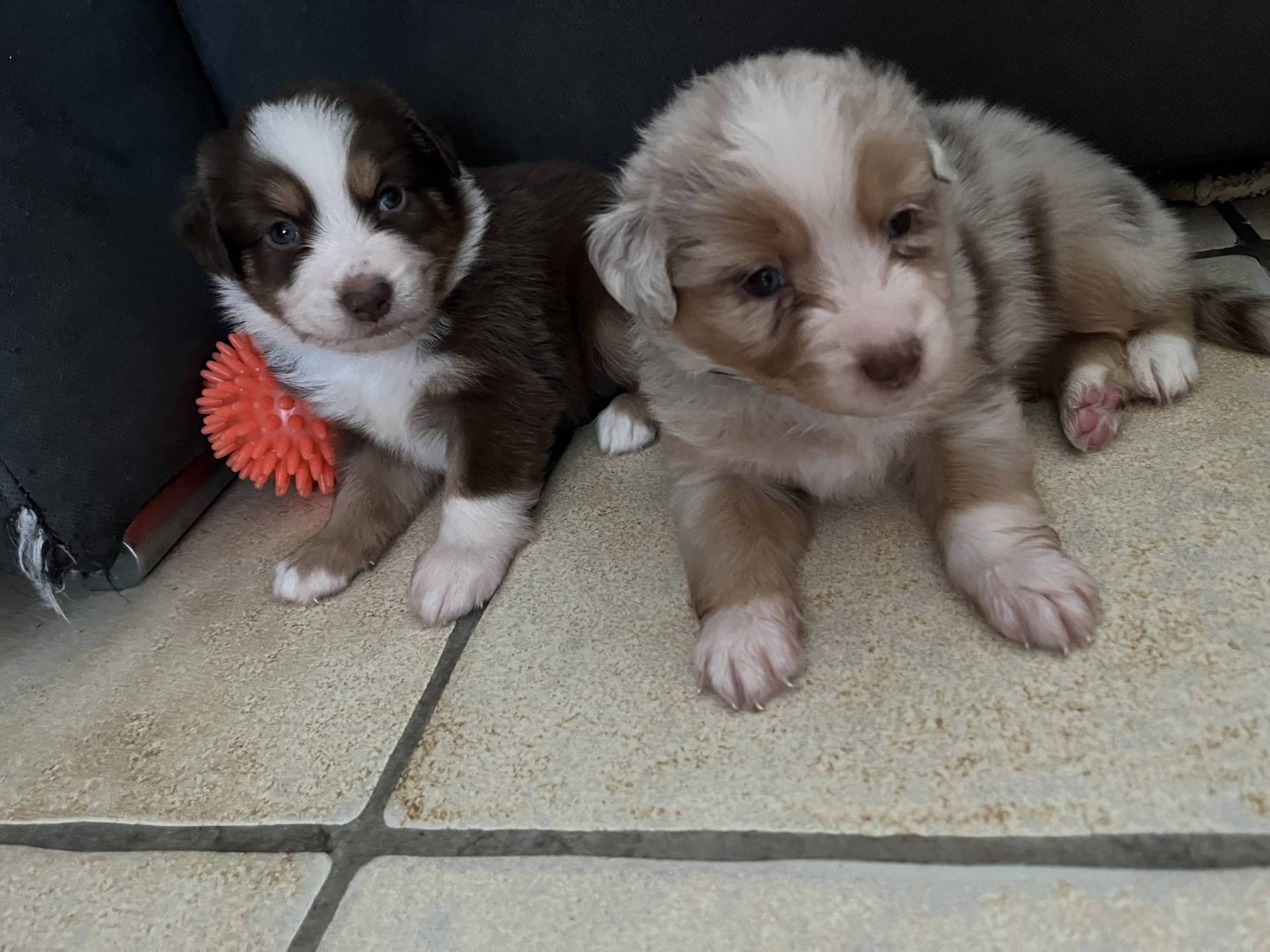 Chiots Berger Américain Miniature Lof à vendre  quatrième