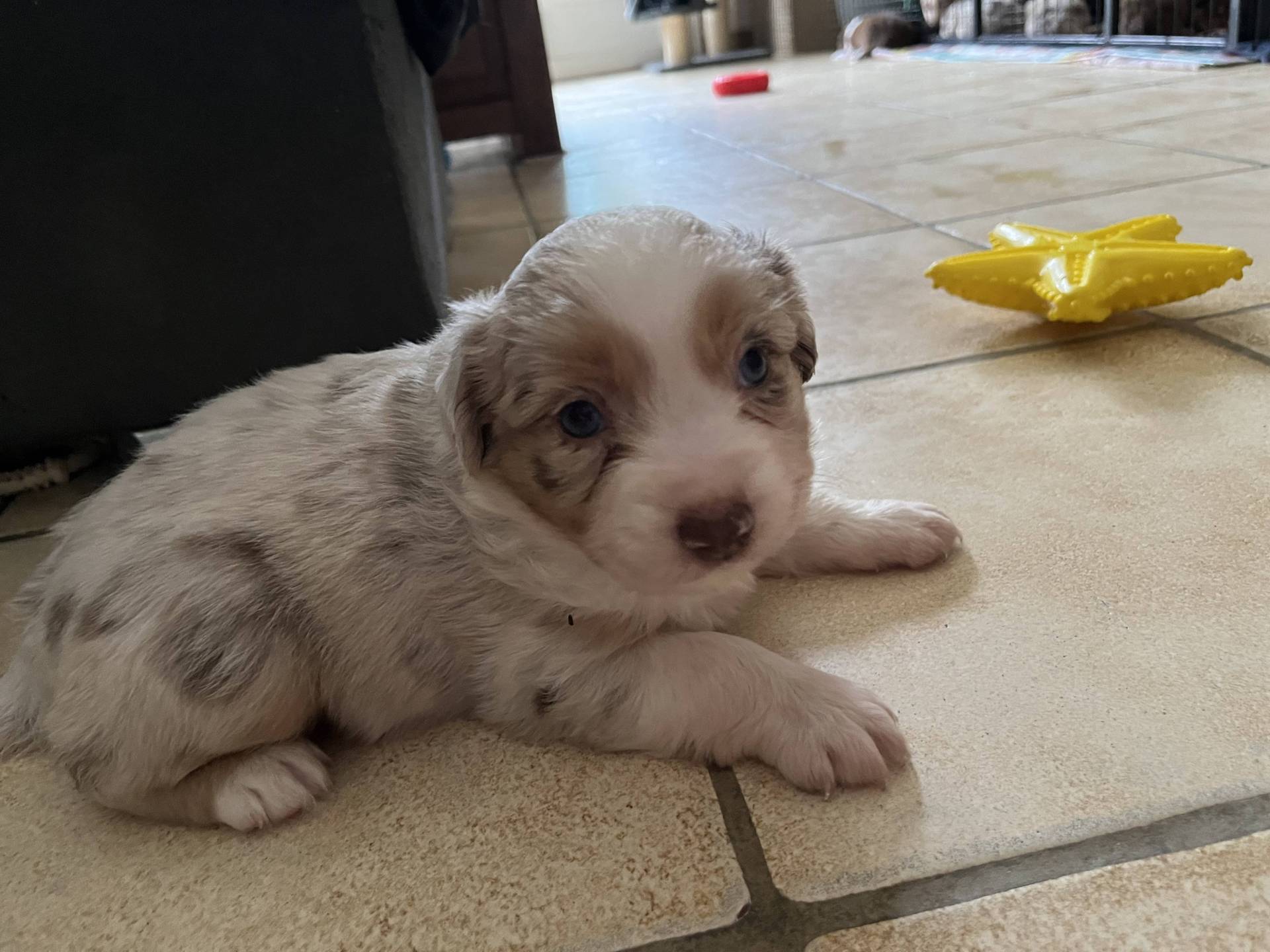Chiots Berger Américain Miniature Lof à vendre  première