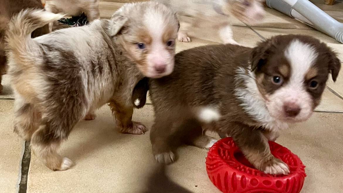 Chiots Berger Américain Miniature Lof à vendre  cinquième