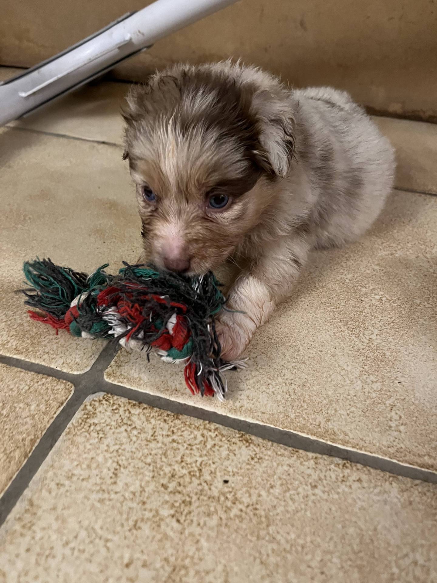 Chiots Berger Américain Miniature Lof à vendre  sixième