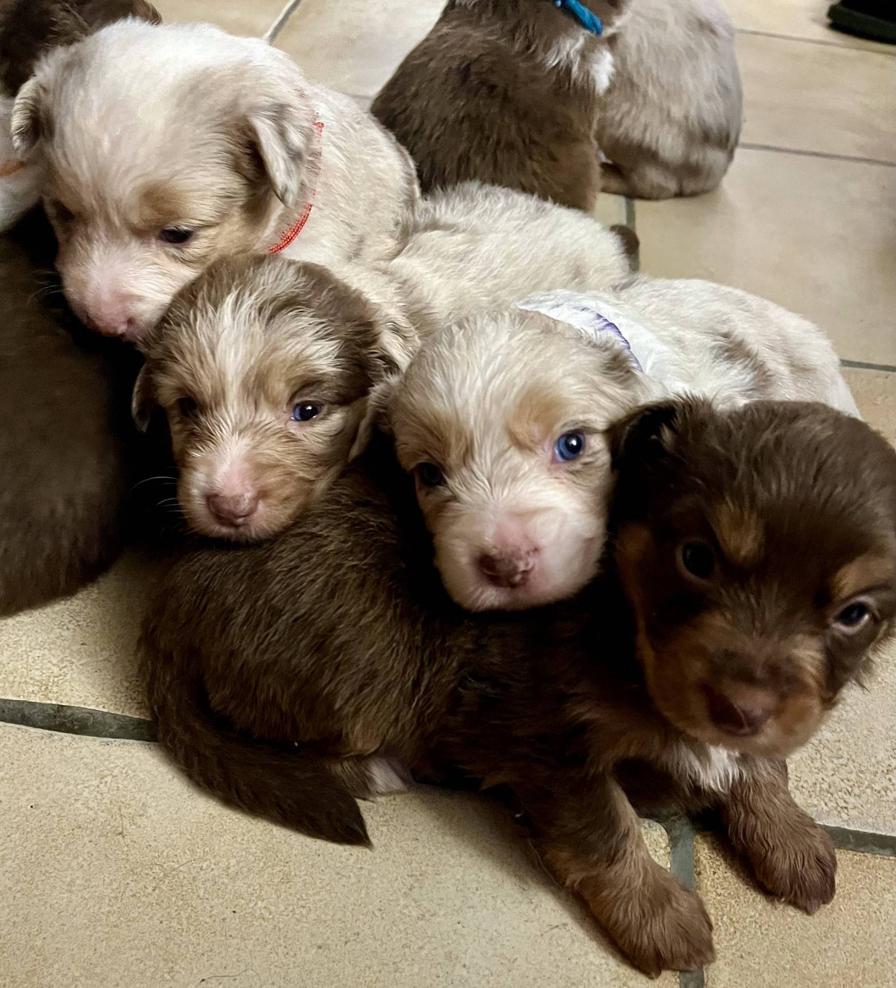 Chiots Berger Américain Miniature Lof à vendre  quatrième