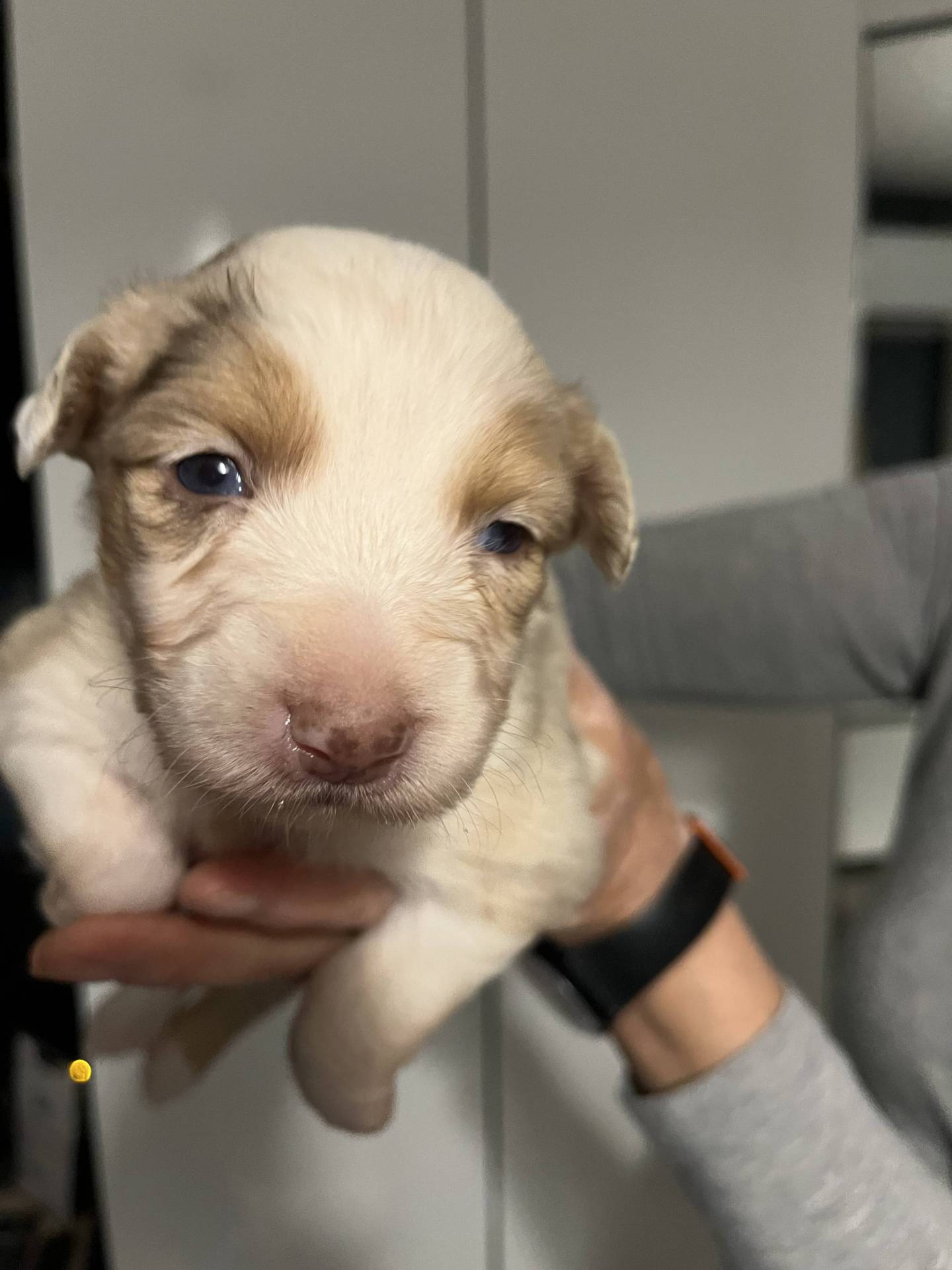 Chiots Berger Américain Miniature Lof à vendre  sixième