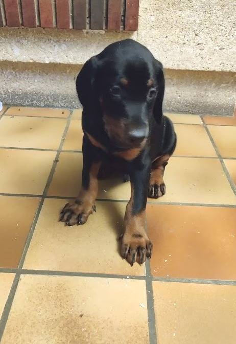 Superbes chiots dobermann  huitième