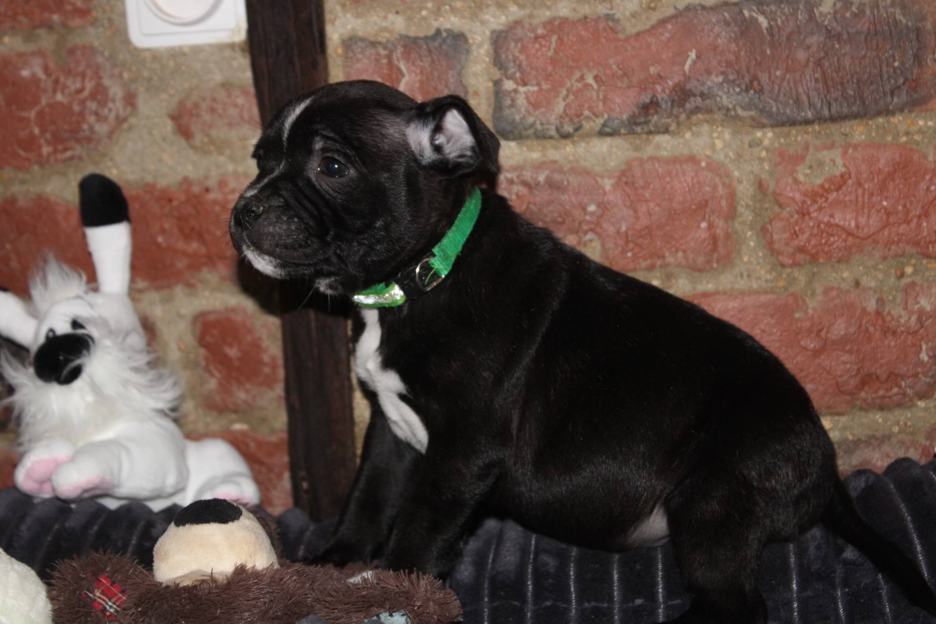Chiots Staffie Lof troisième