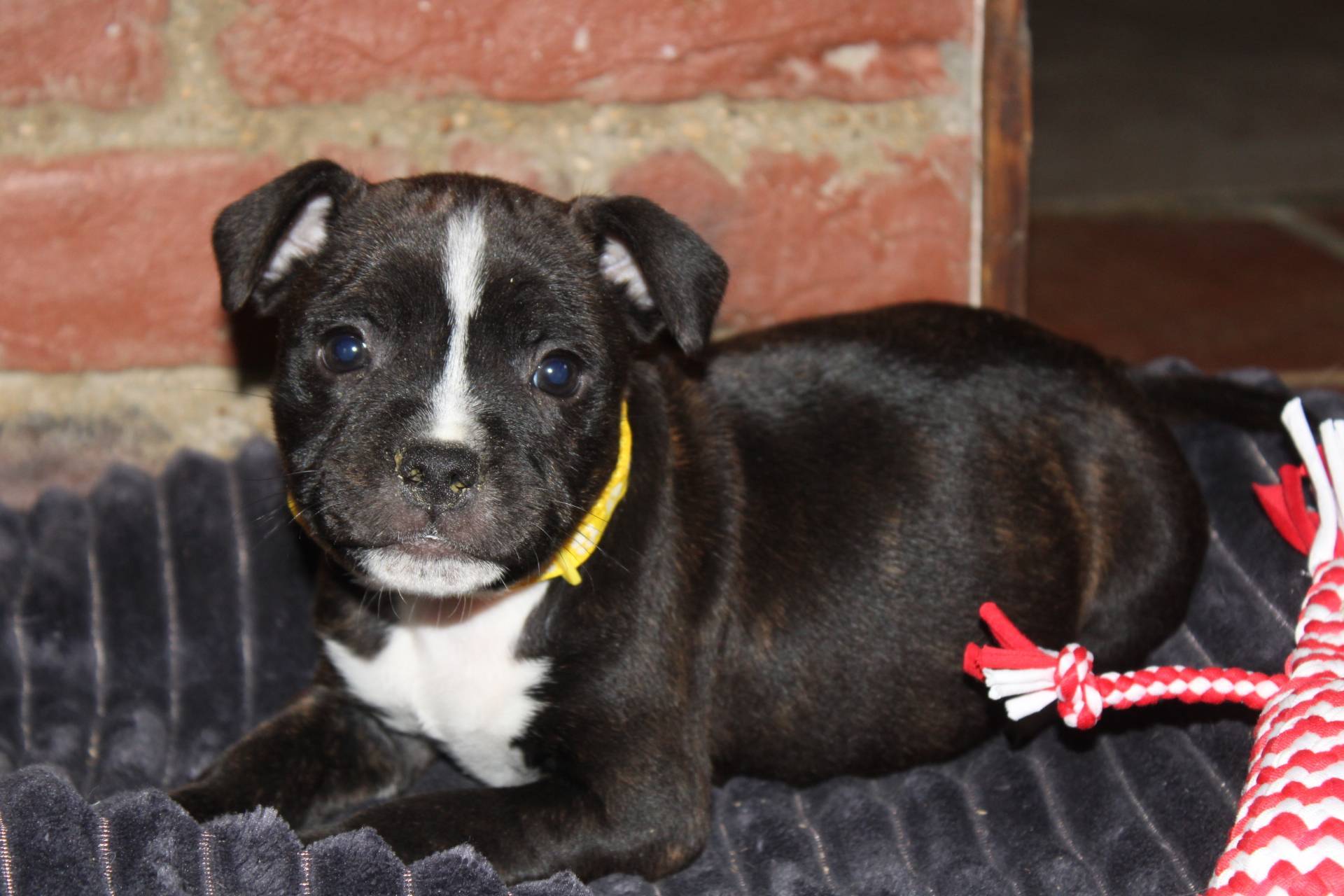 Chiots Staffie Lof quatrième