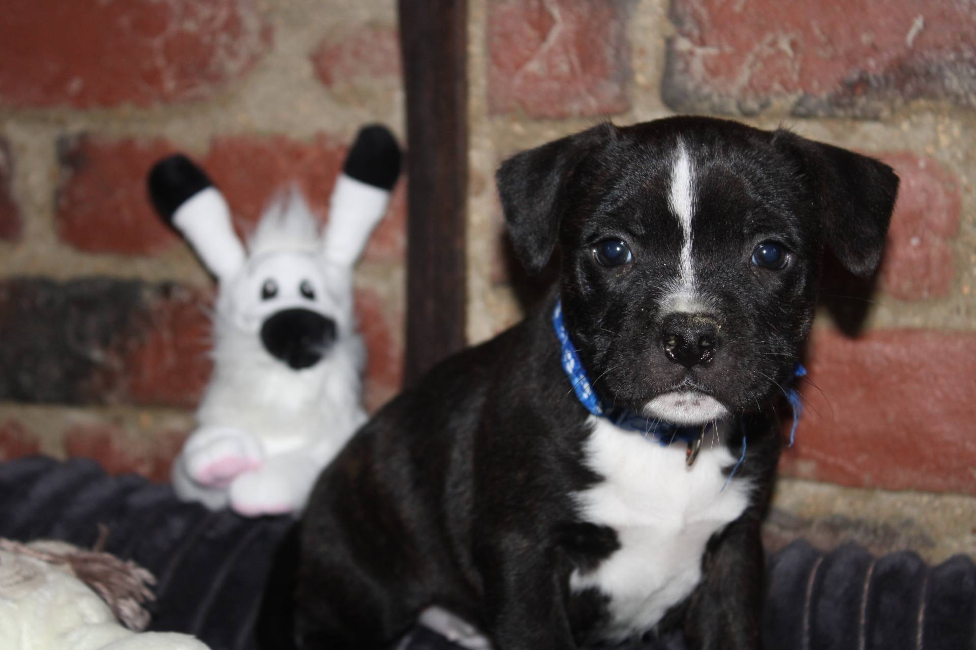 Chiots Staffie Lof première