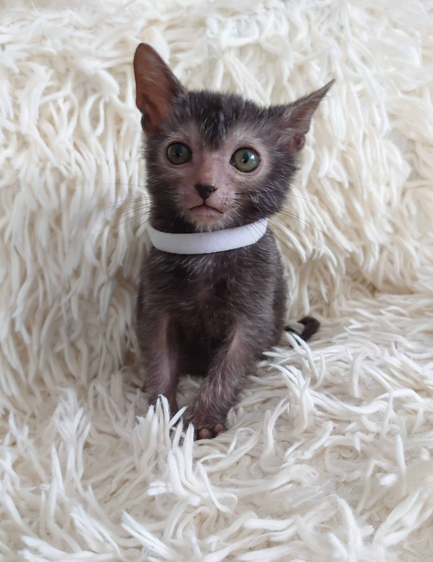 Très rare superbe chaton lykoï surnommé chat loup-garou  huitième