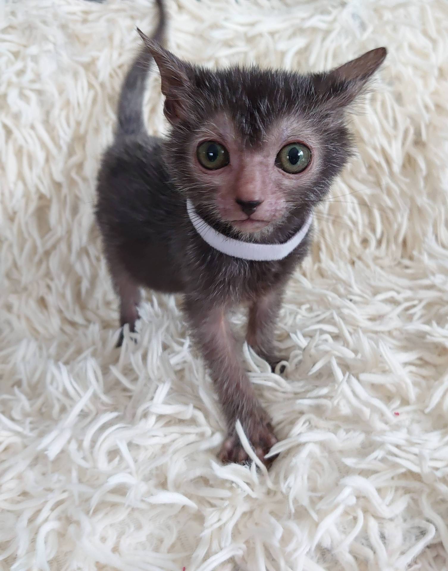 Très rare superbe chaton lykoï surnommé chat loup-garou  troisième