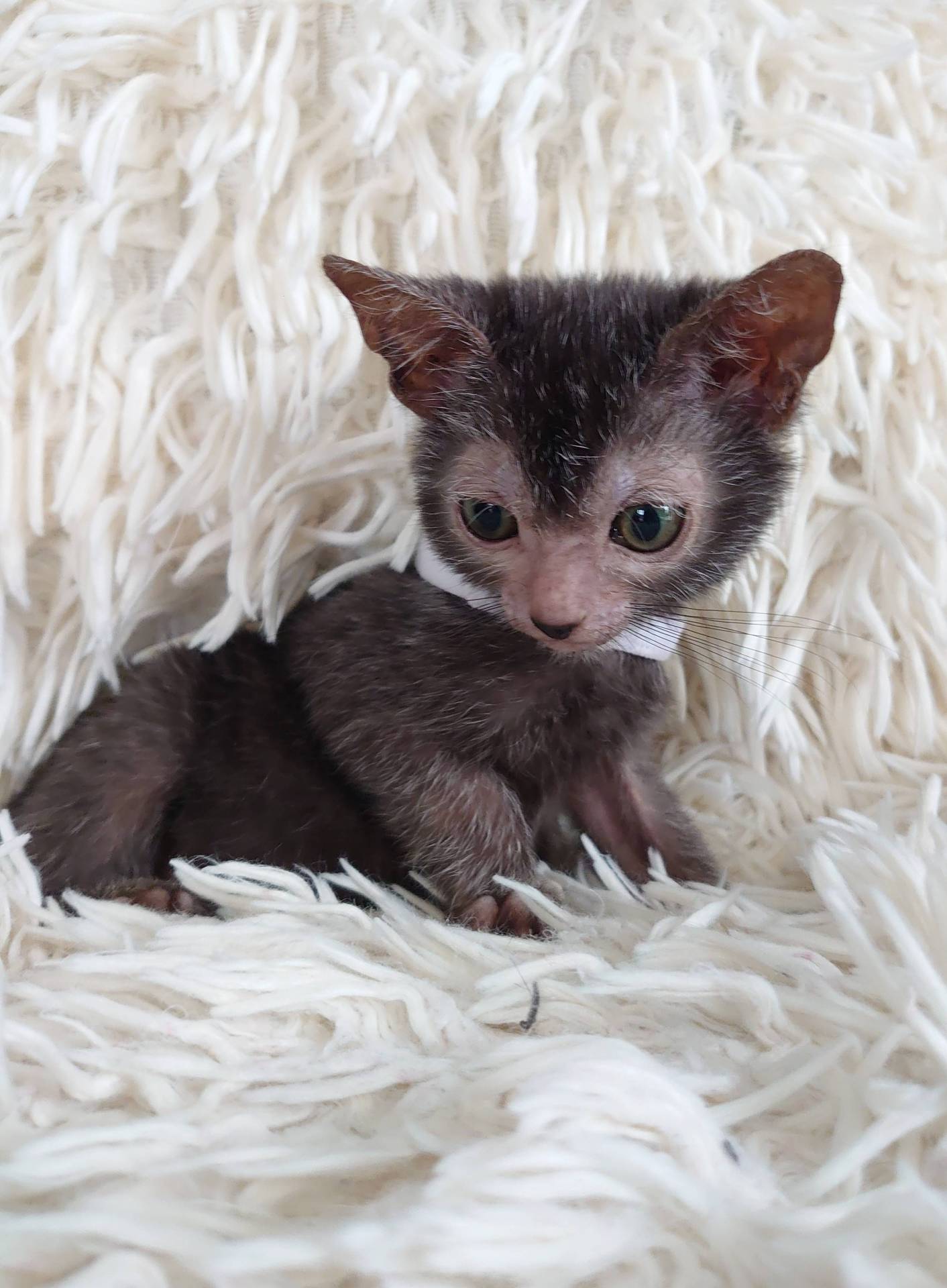 Très rare superbe chaton lykoï surnommé chat loup-garou  troisième