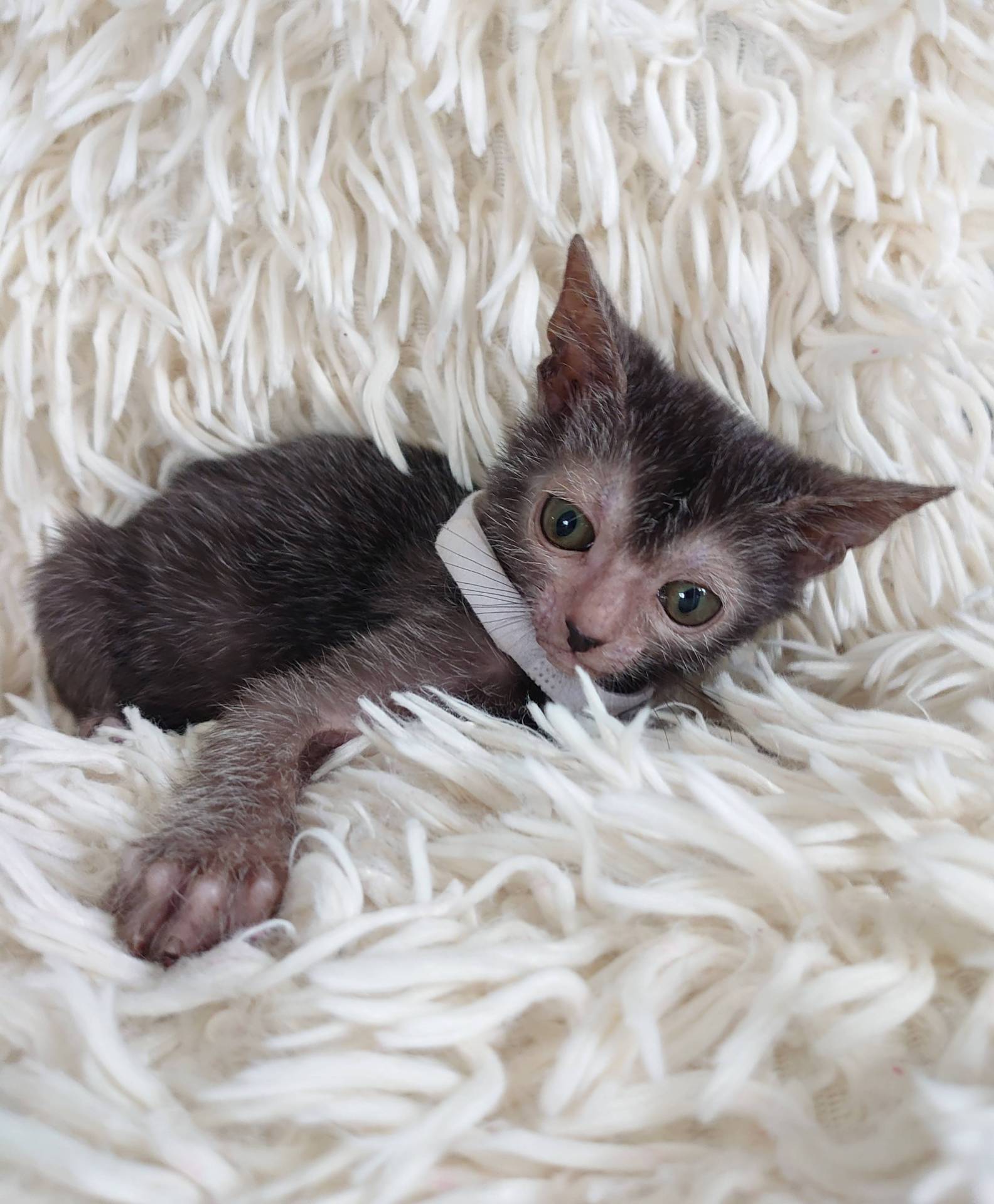 Très rare superbe chaton lykoï surnommé chat loup-garou  neuvième