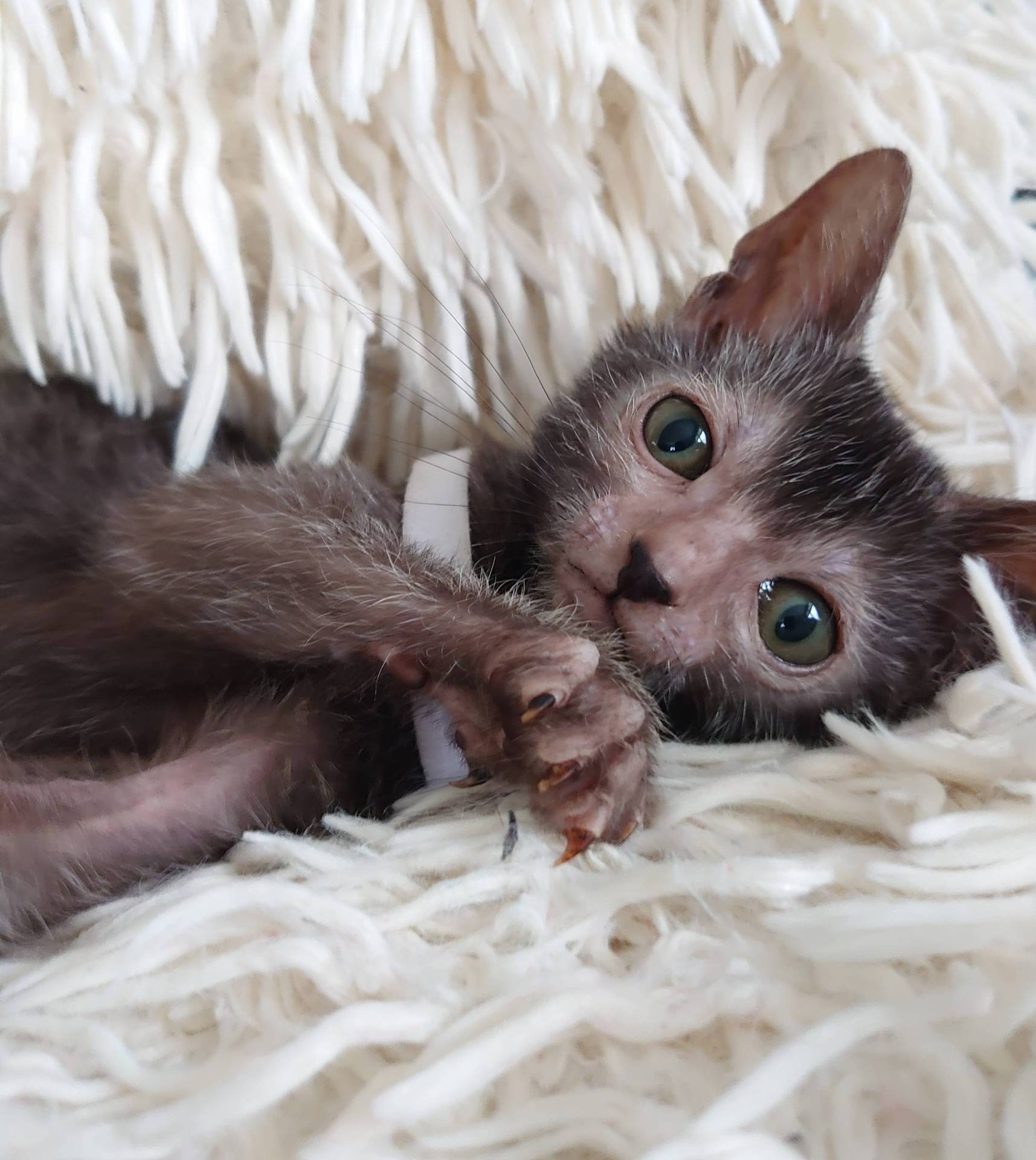 Très rare superbe chaton lykoï surnommé chat loup-garou  cinquième