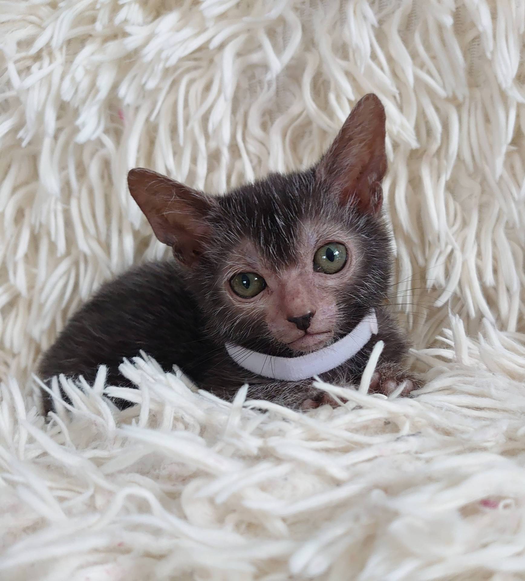 Très rare superbe chaton lykoï surnommé chat loup-garou  cinquième